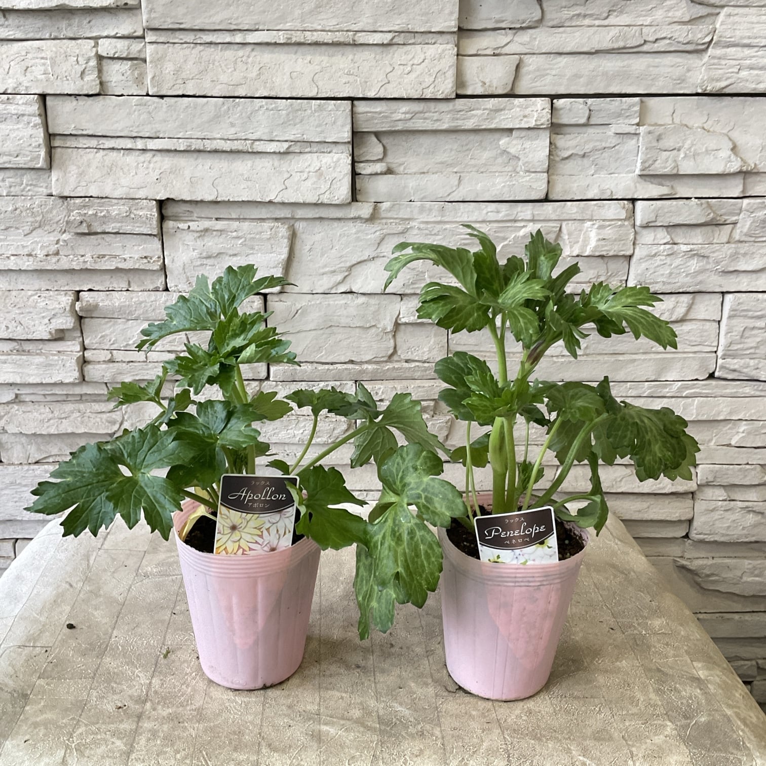 souju】香川県産オリーブの木 ピクアル 5号鉢 32 | 橋本種苗園