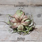 【reserved】キセログラフィカ RED M(ロングリーフ)〔エアプランツ〕現品発送T1177