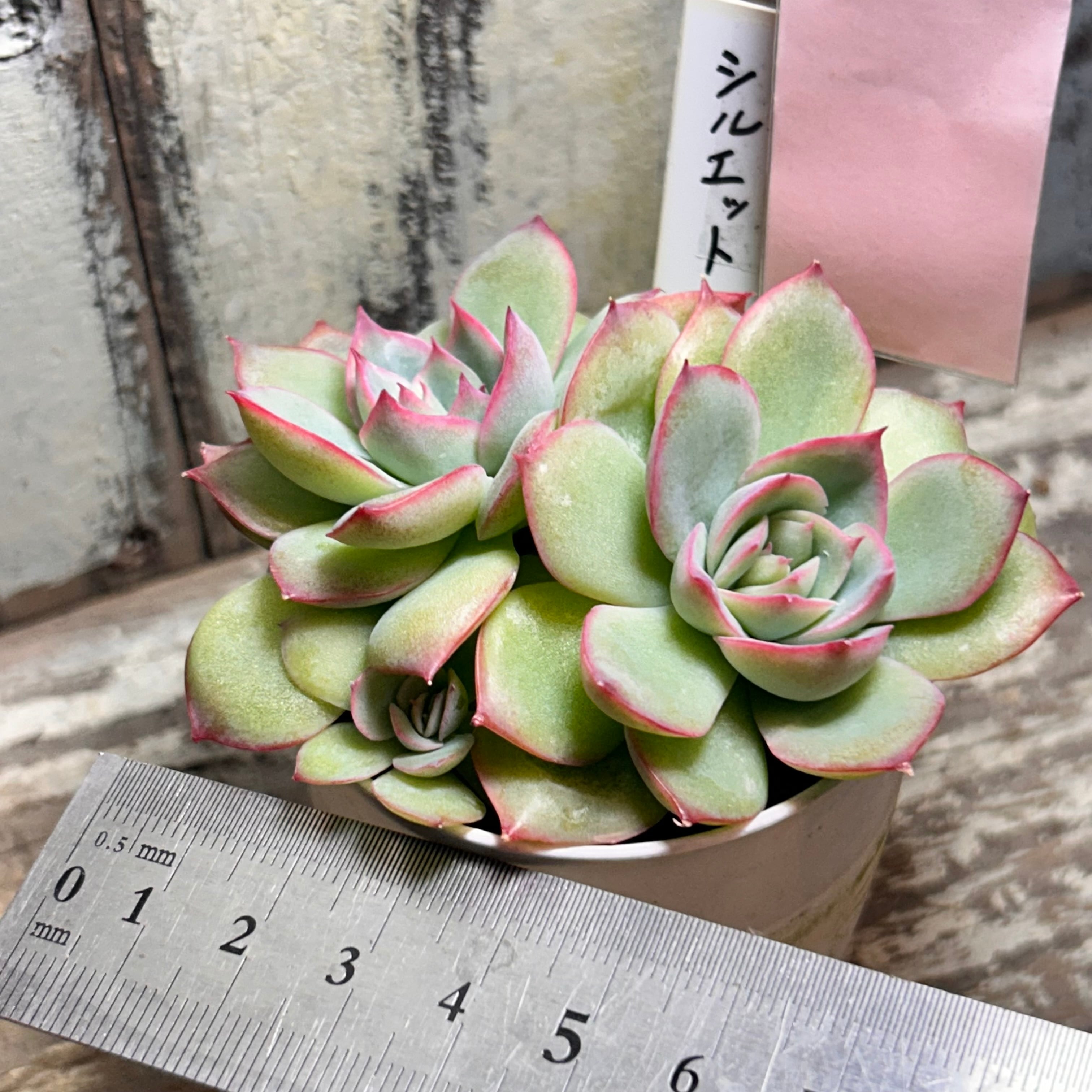 シルエット | RuPo 多肉植物専門店