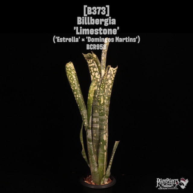 【送料無料】Billbergia 'Limestone'〔ビルベルギア〕現品発送B0049