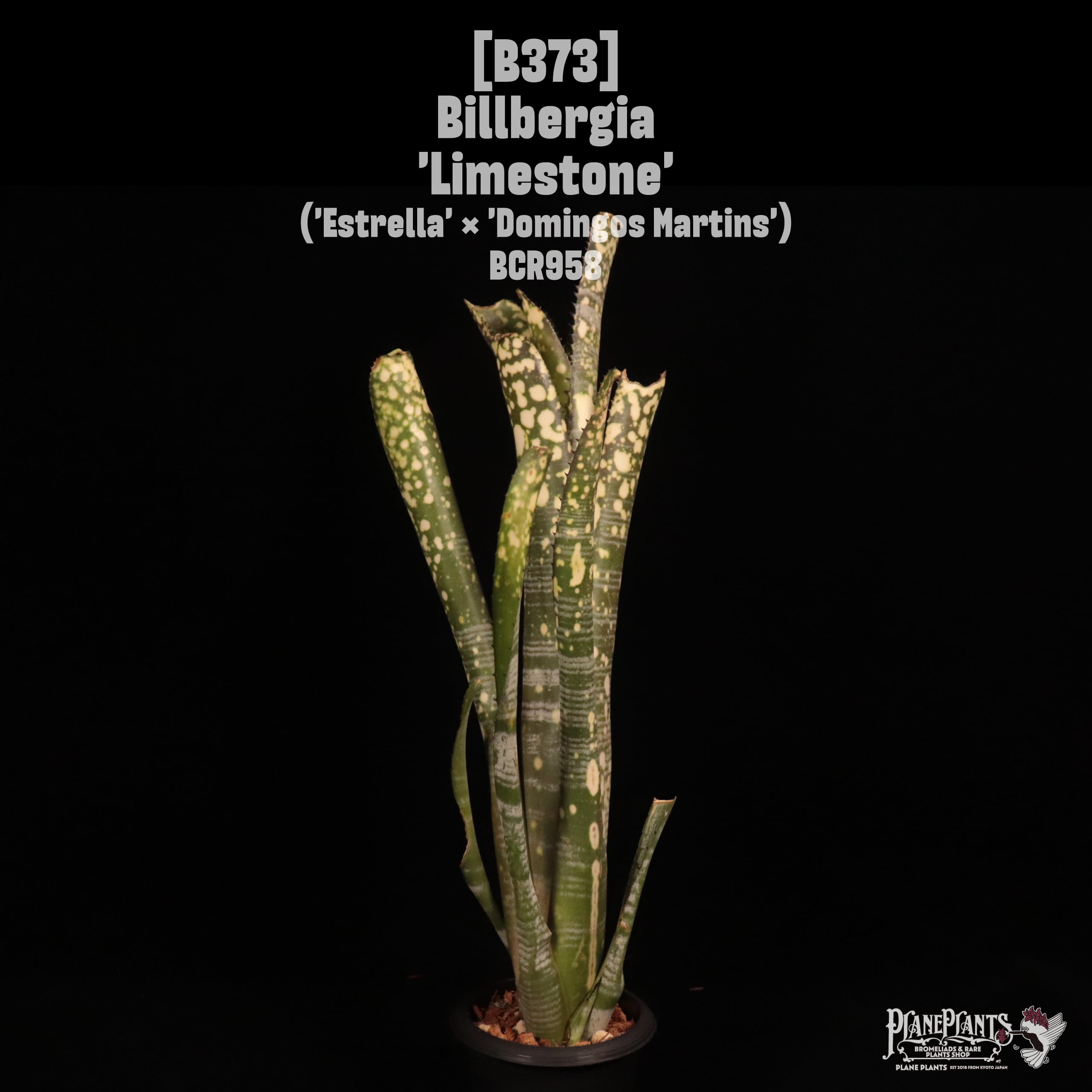 Billbergia 'Limestone'〔ビルベルギア〕B373
