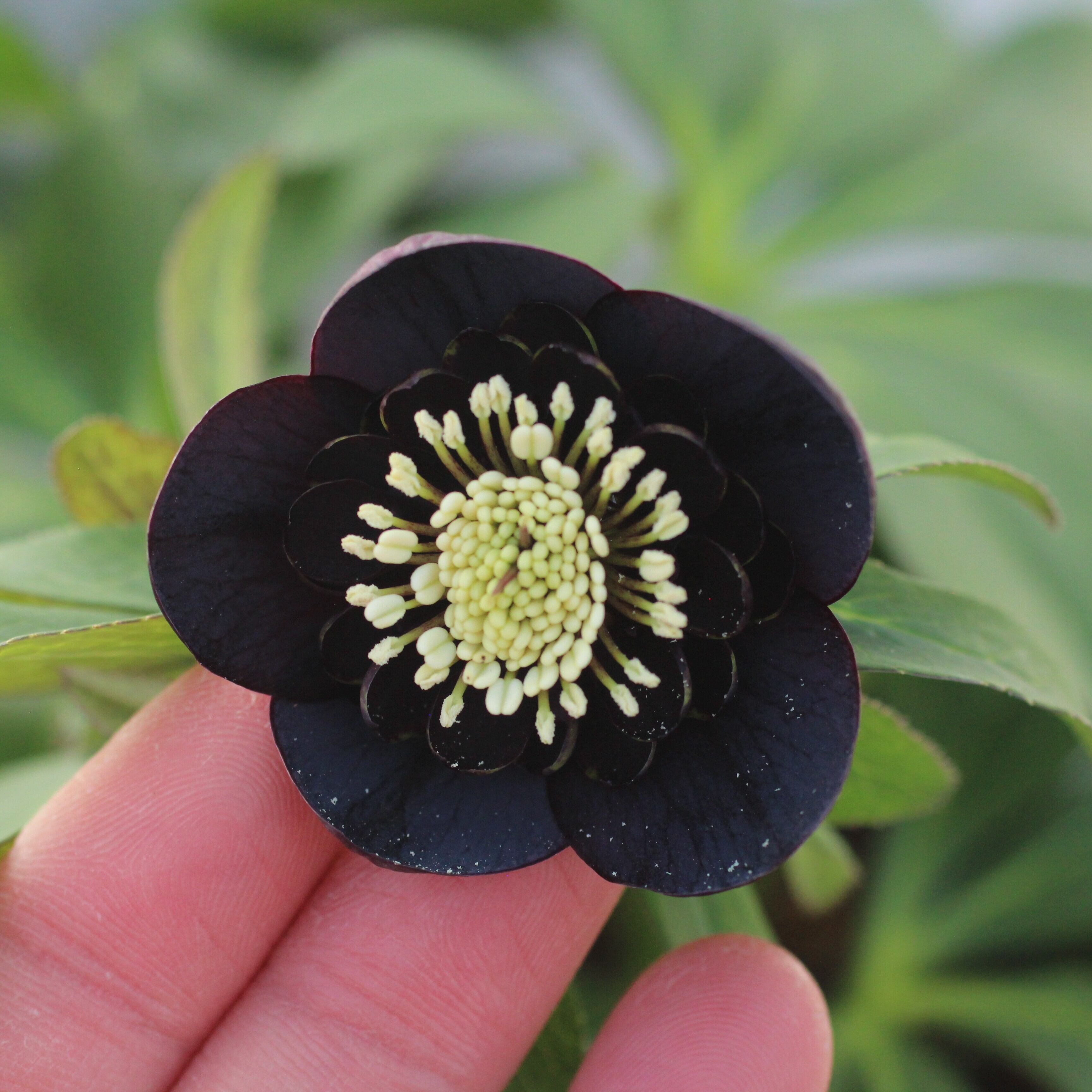 クリスマスローズ　ブラックdd　ウィンターシンフォニー　もうすぐ開花　蕾付 WS26-092 クリスマスローズ ウィンターシンフォニー 小輪系ブラック