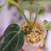 アンスリウム・レガレ / Anthurium Regale㉒│観葉植物