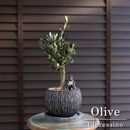 Olive オリーブの木 Cipressino シプレッシーノ 5号 盆栽 オリーブ 陶器鉢 1214BK