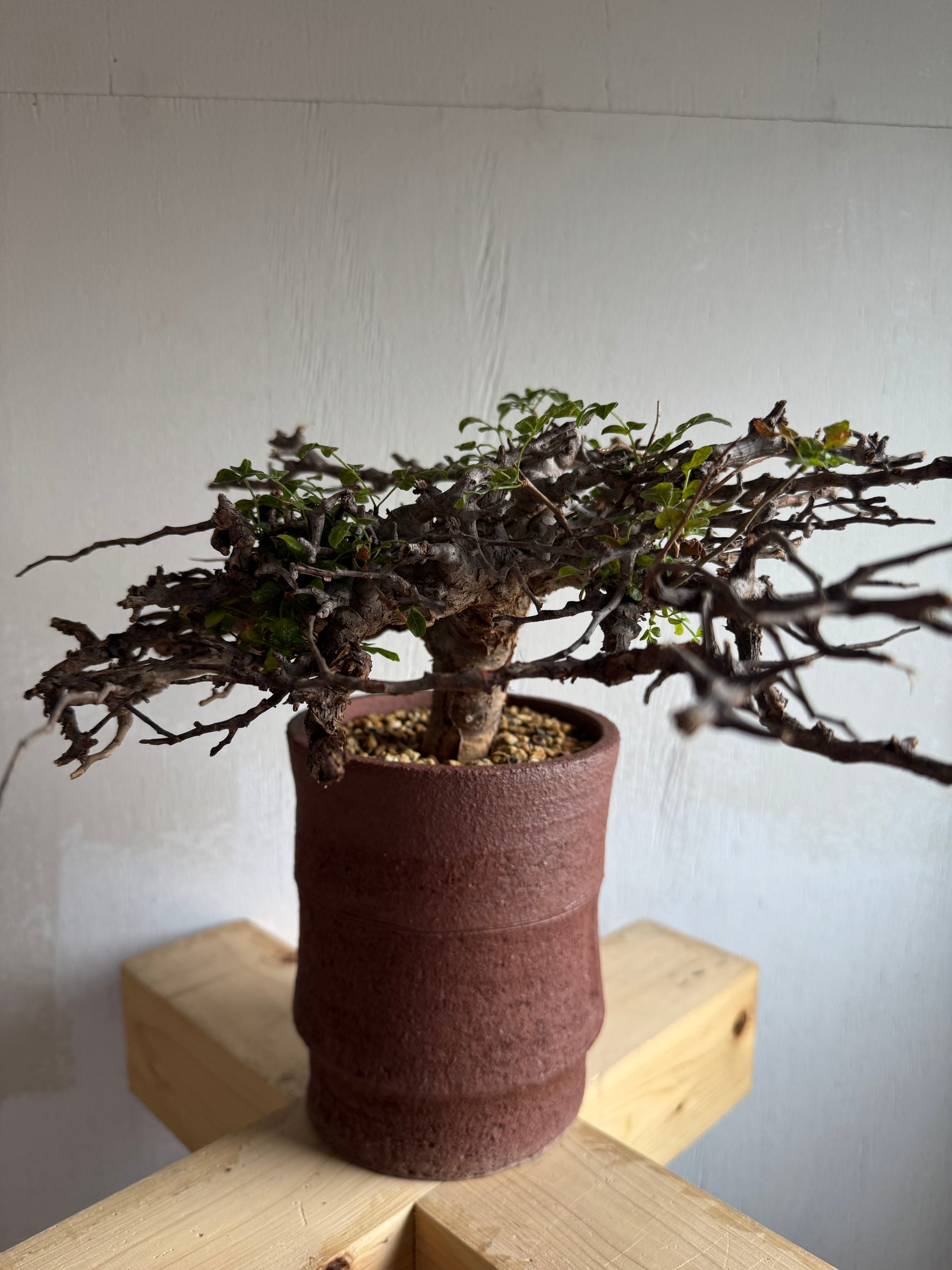 新着】Commiphora Eyl【最高の灌木 ・コンパクトなサイズ感