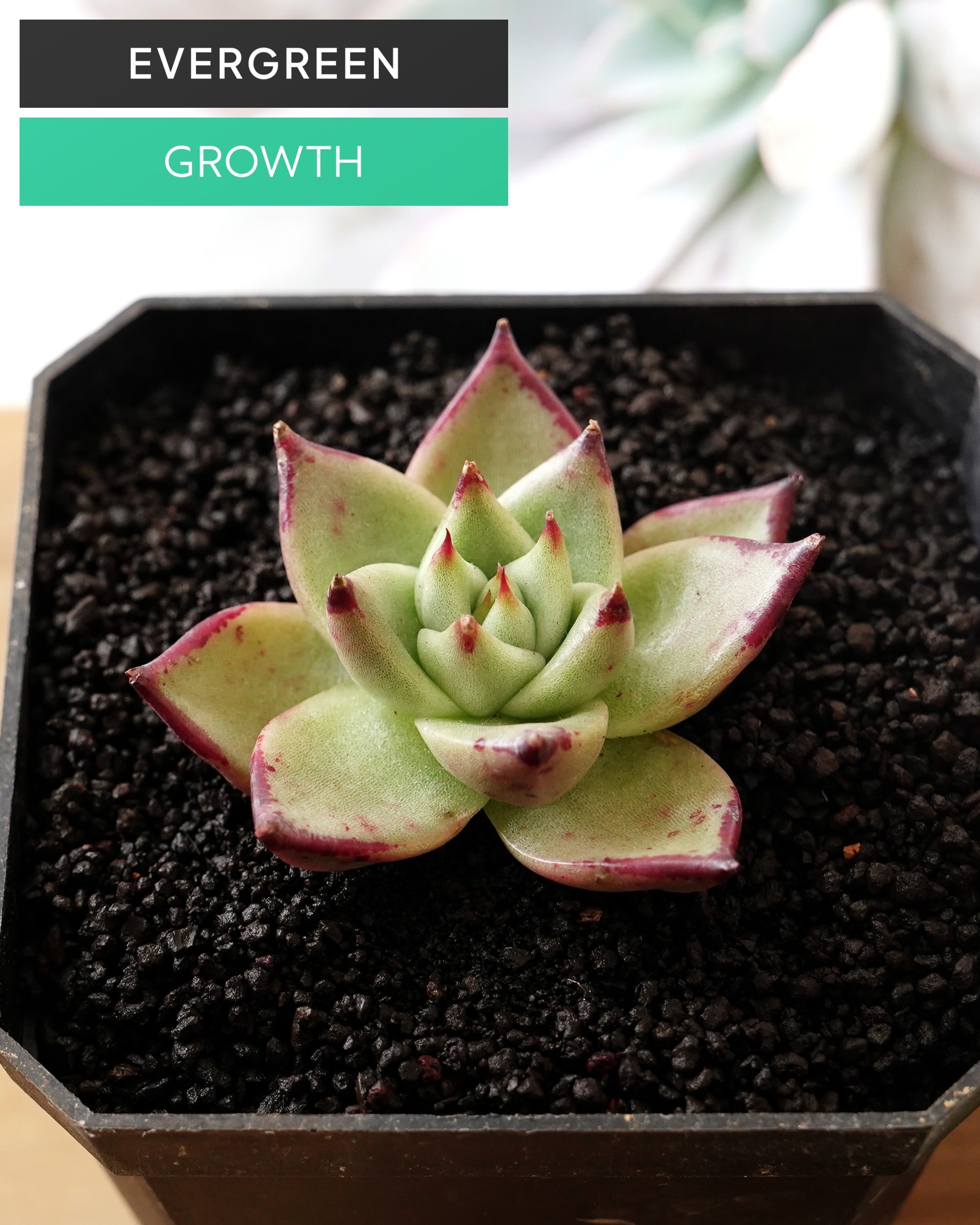 エケベリア（っぽいコ） | PUKUBOOK SUCCULENTS