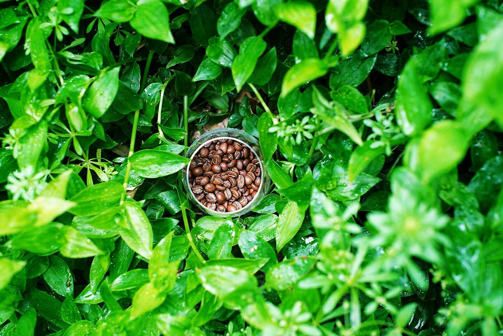 ■珈琲豆■コロンビア 中深煎り