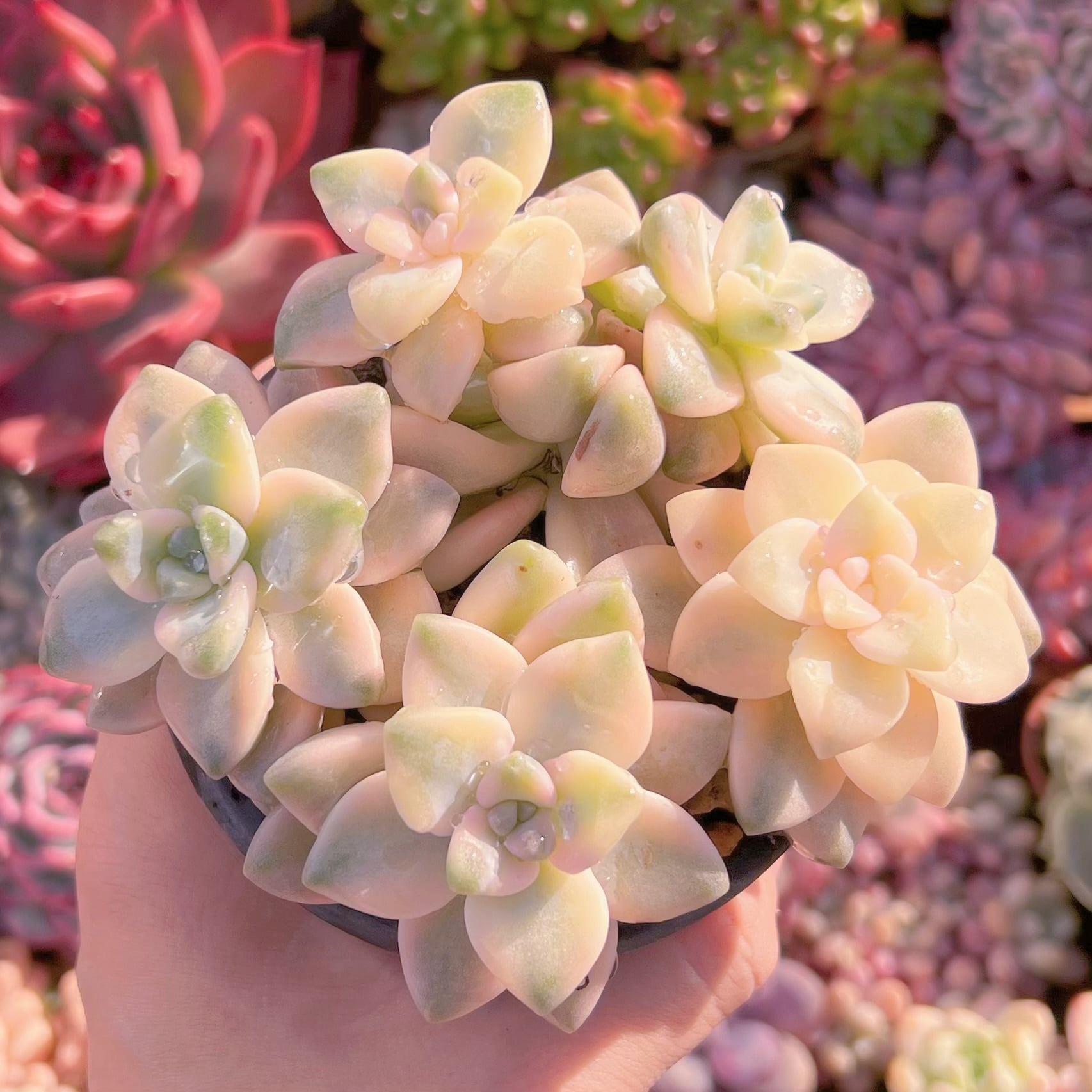 多肉植物　杏子美人錦　5頭　新入荷　るる農園