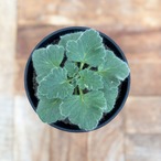 Pelargonium curviandrum【ペラルゴニウム・クルビアンドラム】