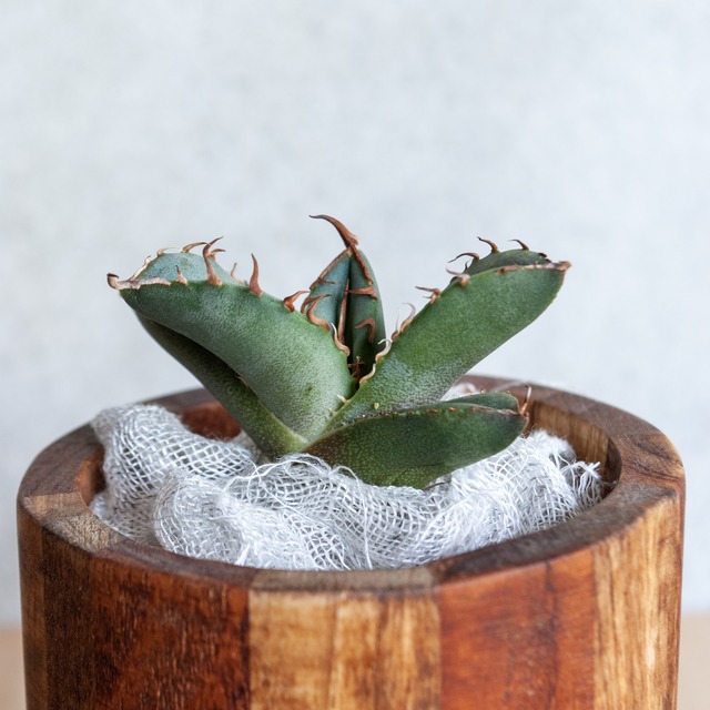 アガベ ユタエンシス エボリスピナ No.1