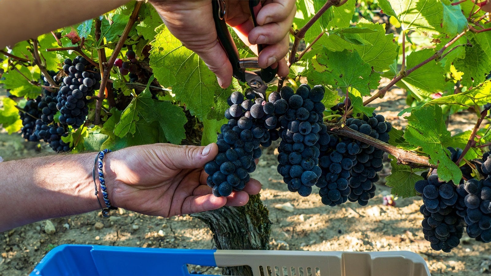 ★飲み頃ワイン★【ドメーヌ・タボルデ】プイィ・フュメ レ・カルシス 2021