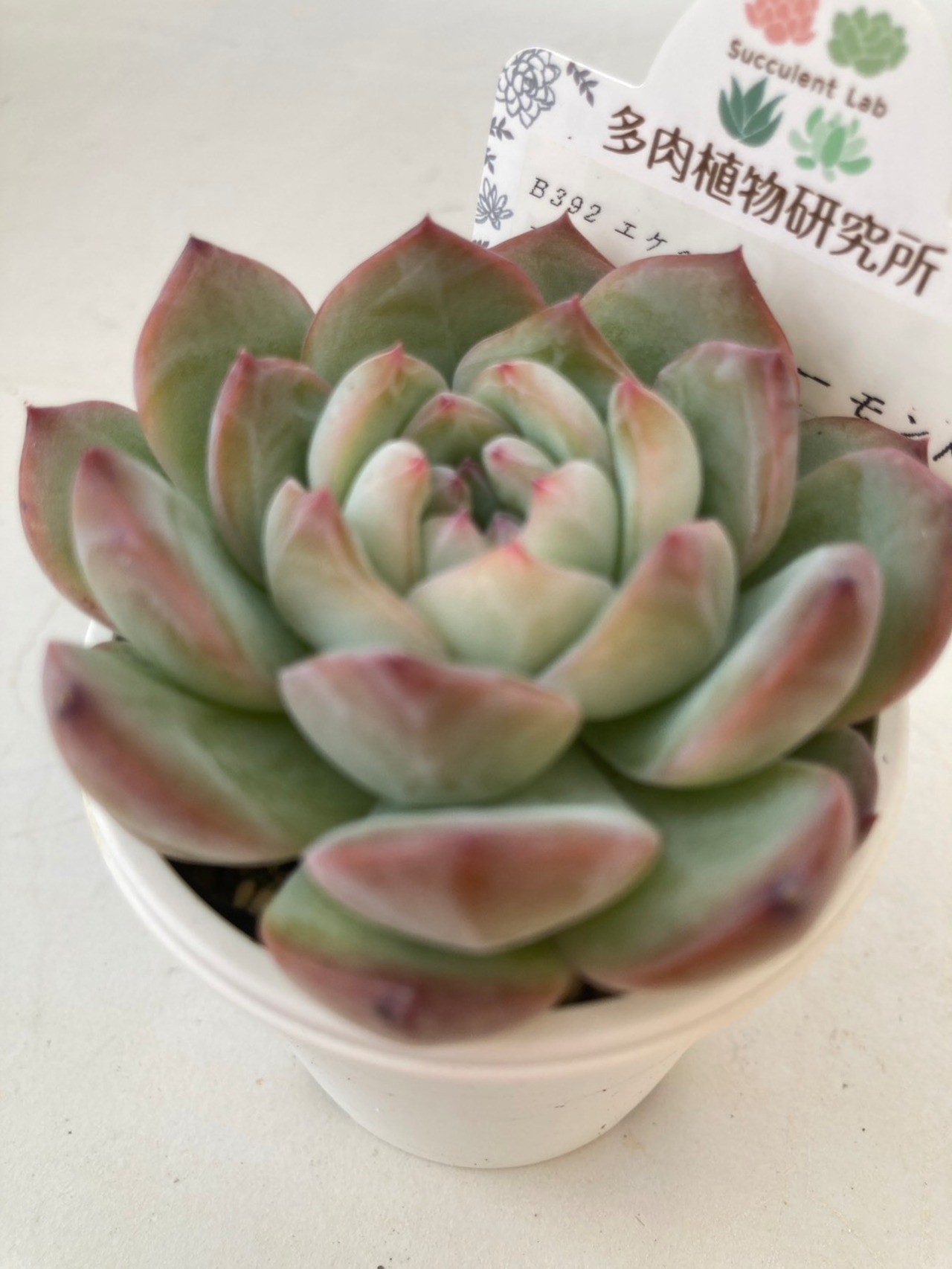 【現物商品】ストロベリーアーモンド