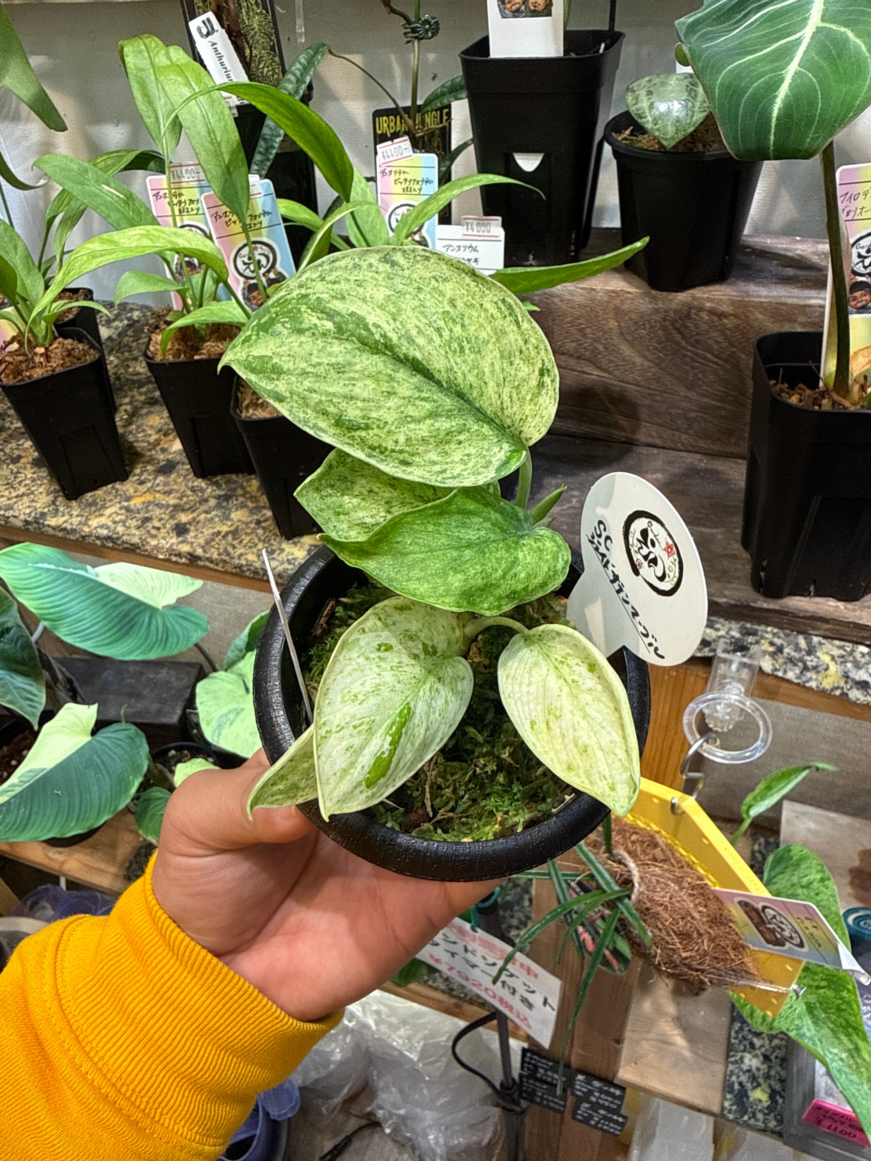 スキンダプサス ジェイドサテンマーブル | Gardenえん 【観葉熱帯植物】