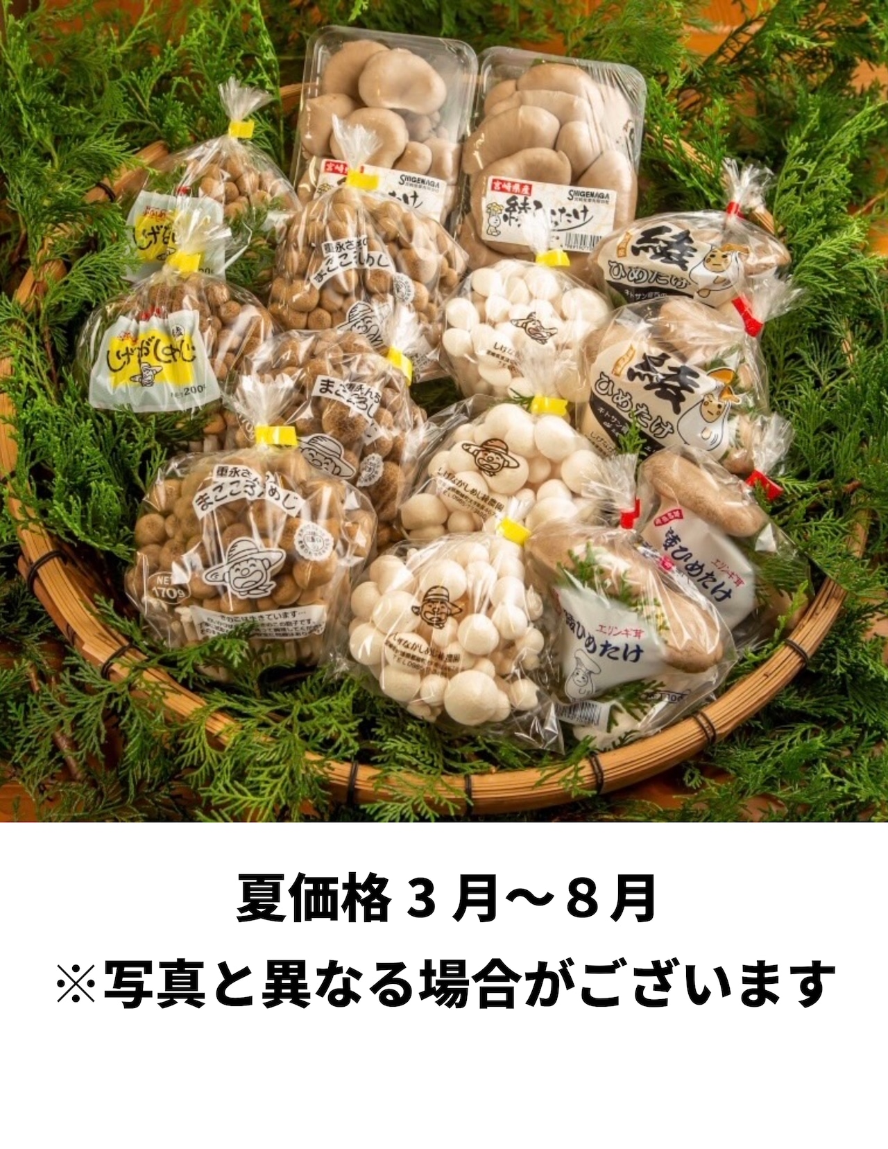 【農薬・化学肥料不使用】　宮崎県綾町産　きのこの詰め合わせセットＭサイズ　全国送料別