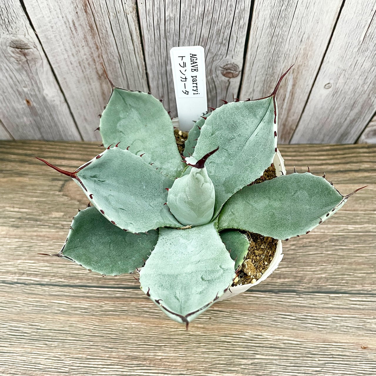 その他多肉植物 | アトリエnana 多肉植物専門店