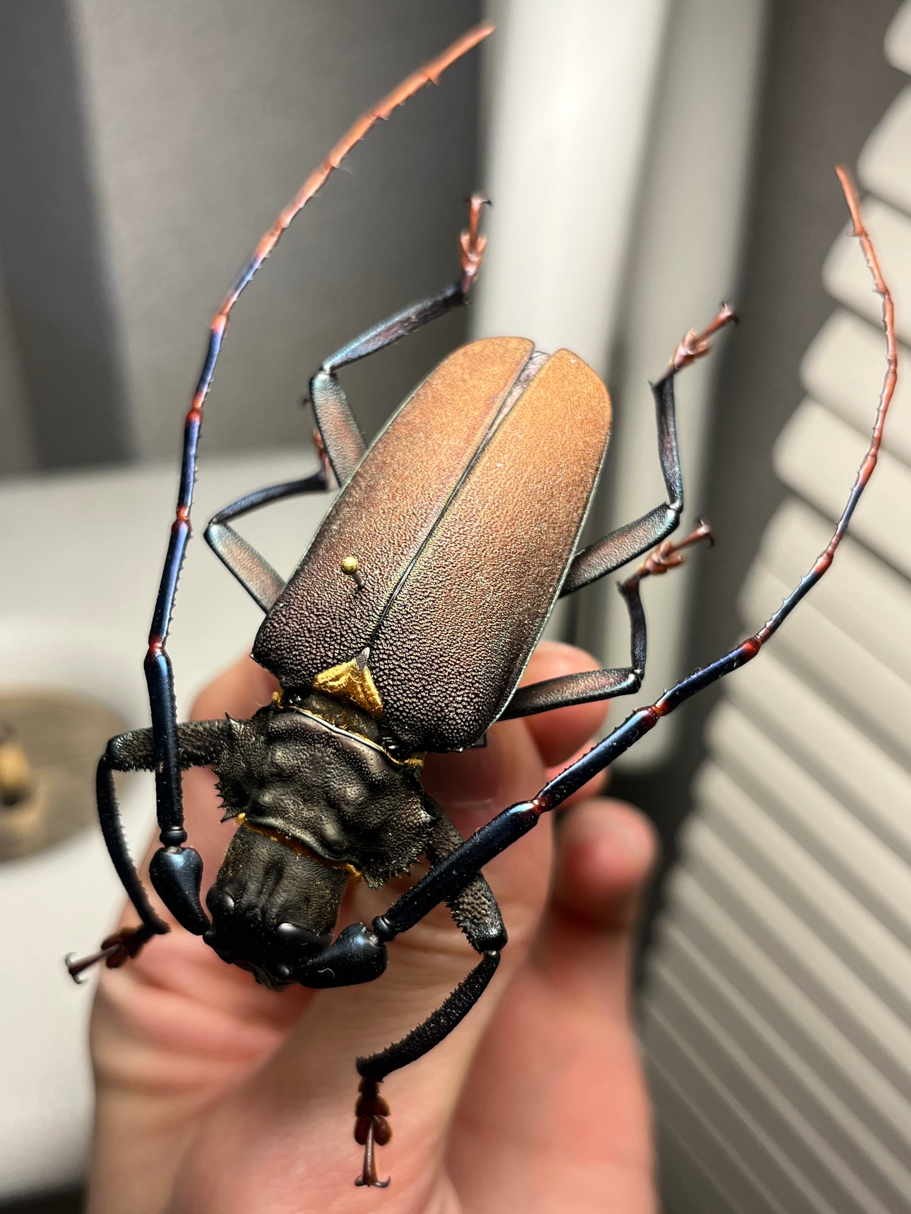 63mm】Mallaspis scutellarisカミキリ 標本ナンベイオオタガメ