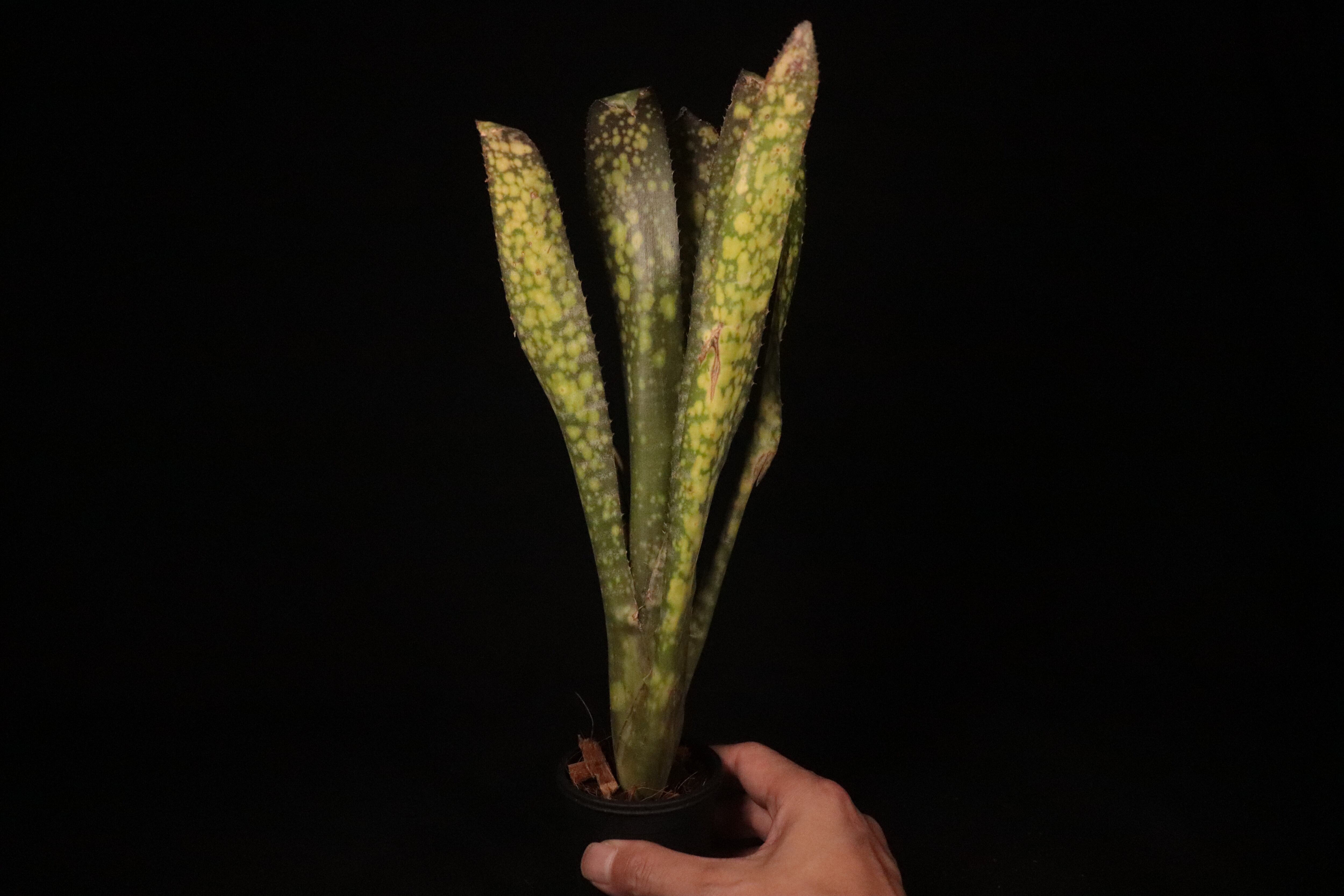 送料無料】Billbergia 'Kolan Magic' (子株付き)〔ビルベルギア〕現品