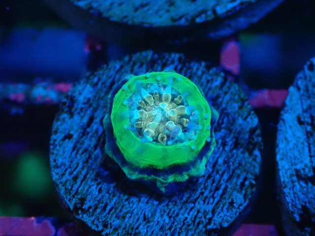Scolymia Baby "UFO" 12