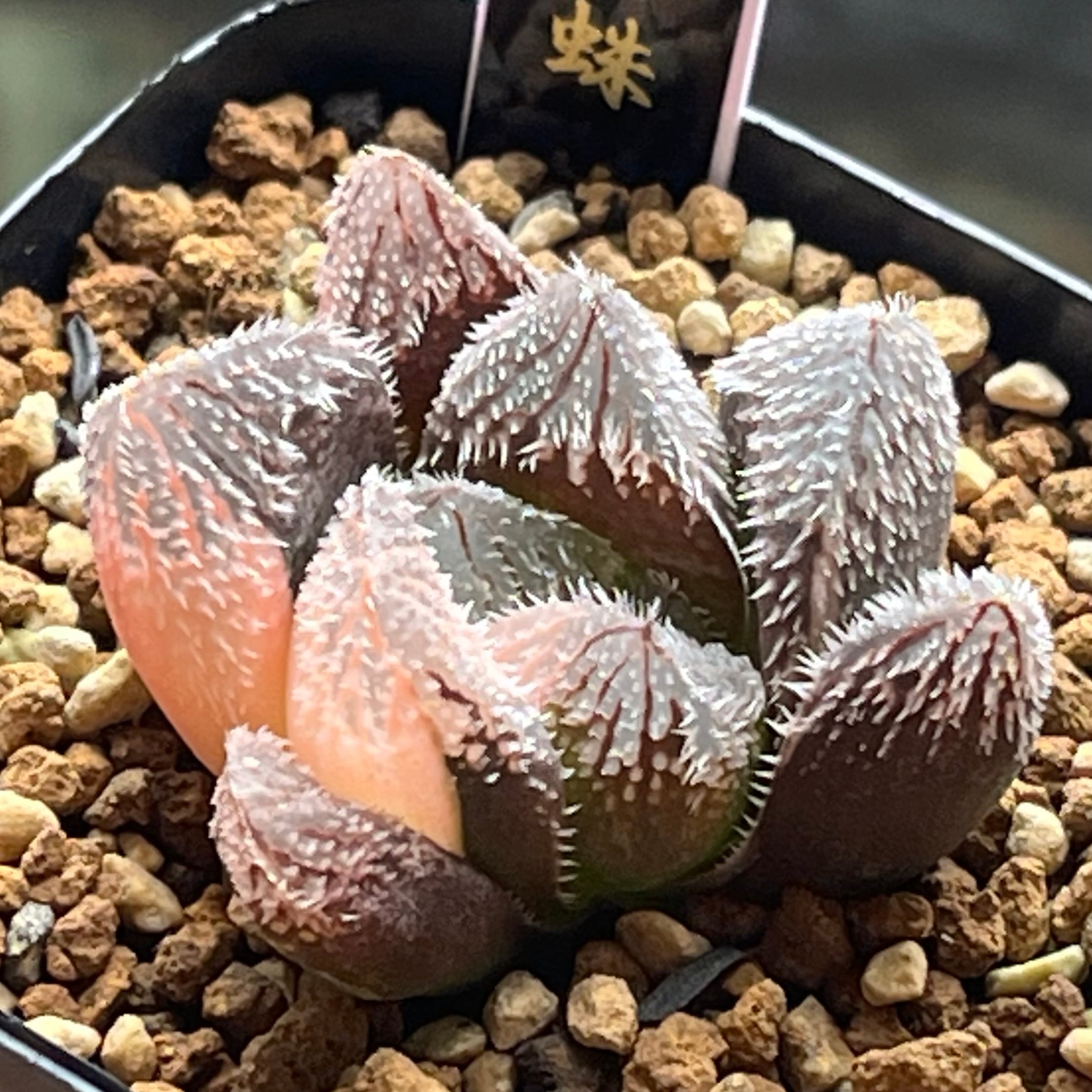 ハオルチア 花胡蝶 オブツーサ錦 | mocono_plants
