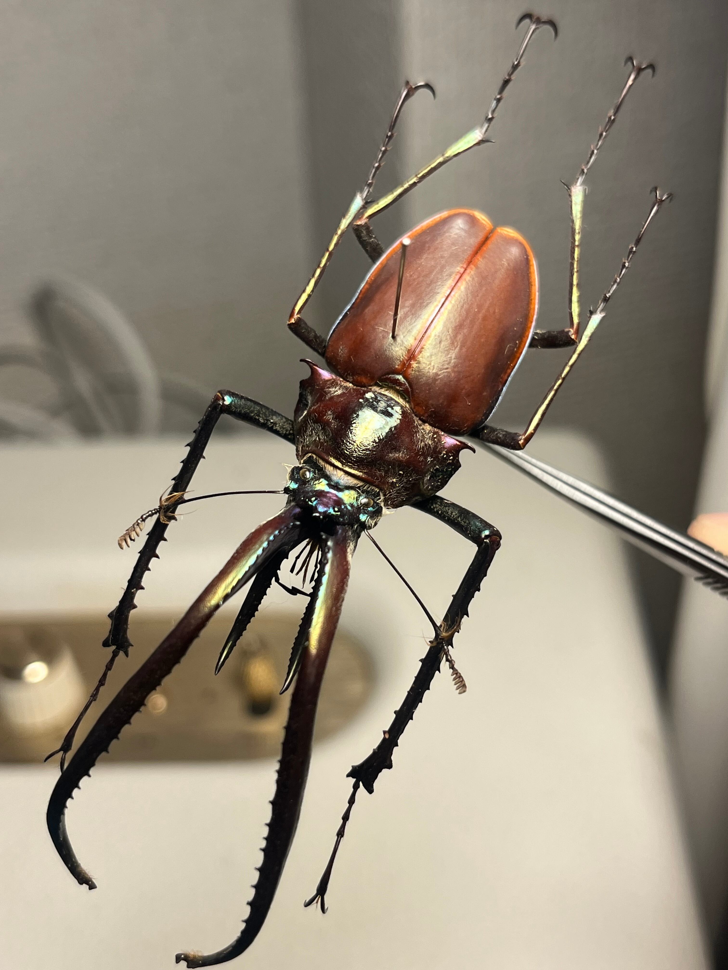 81mm】チリクワガタ メタリフェルホソアカクワガタ Wild 昆虫標本