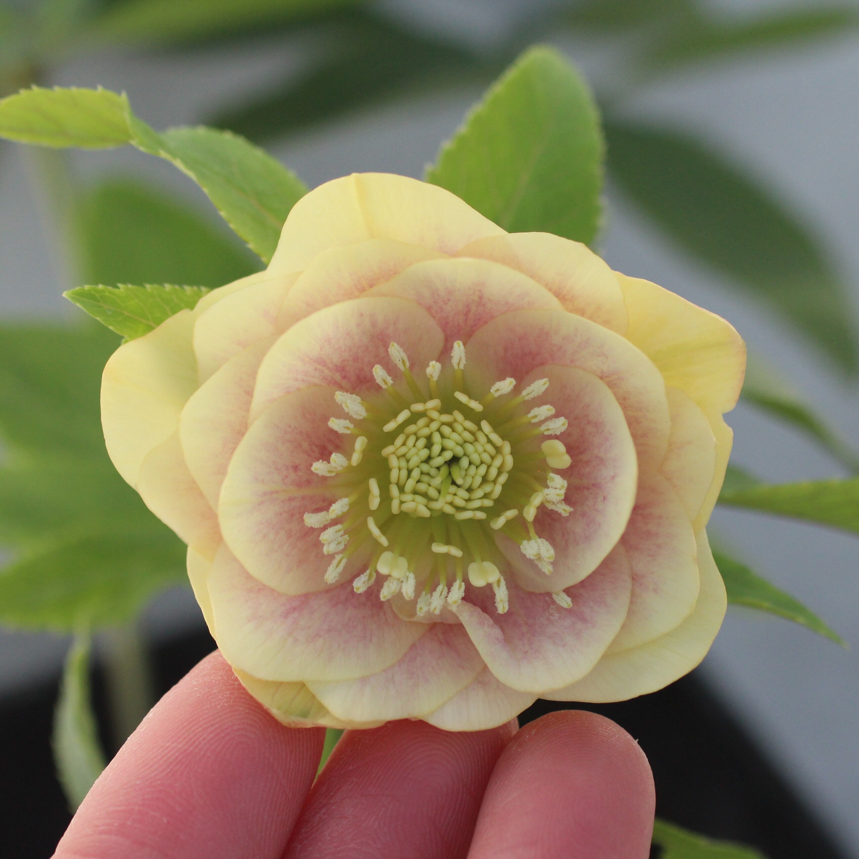 WS26-093 クリスマスローズ ウィンターシンフォニー ライトイエロー