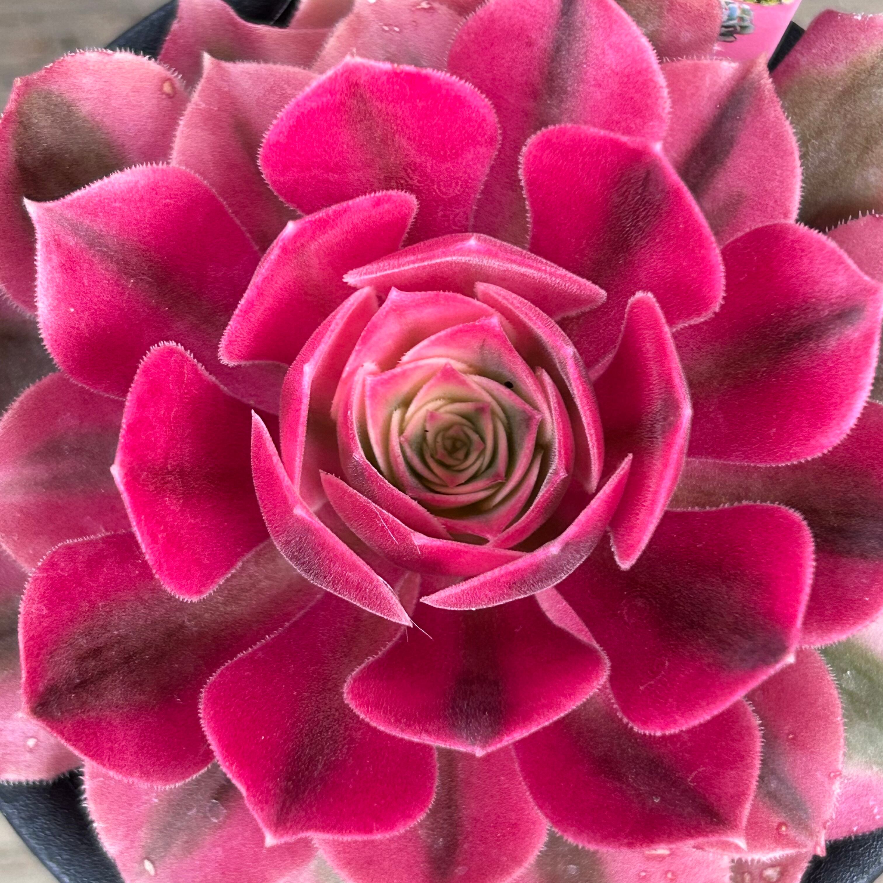 ピンクウィッチ 韓国苗 アエオ | RuPo 多肉植物専門店