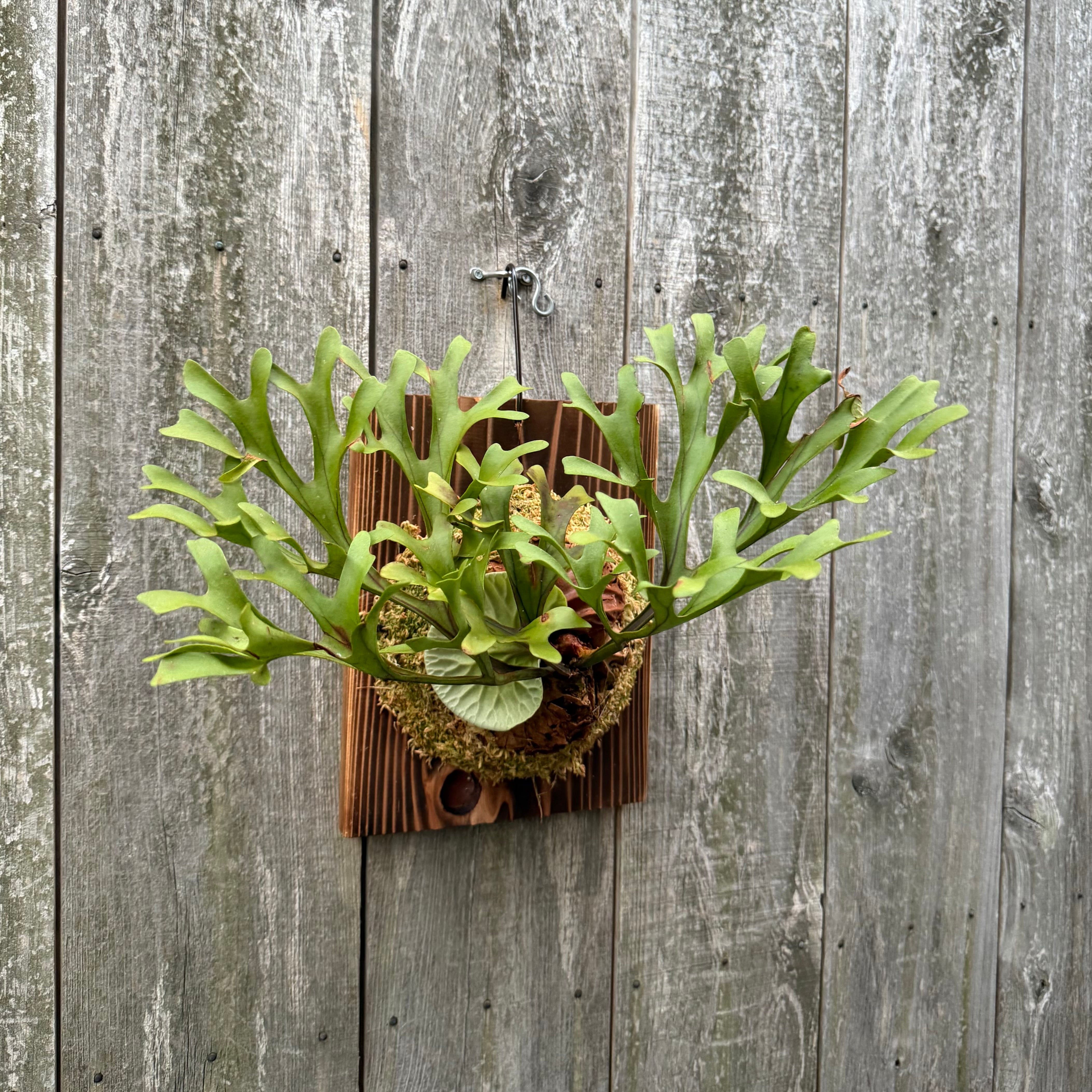 P.ridleyi wild リドレイ ワイルド ビカクシダ コルク板付け 10 P