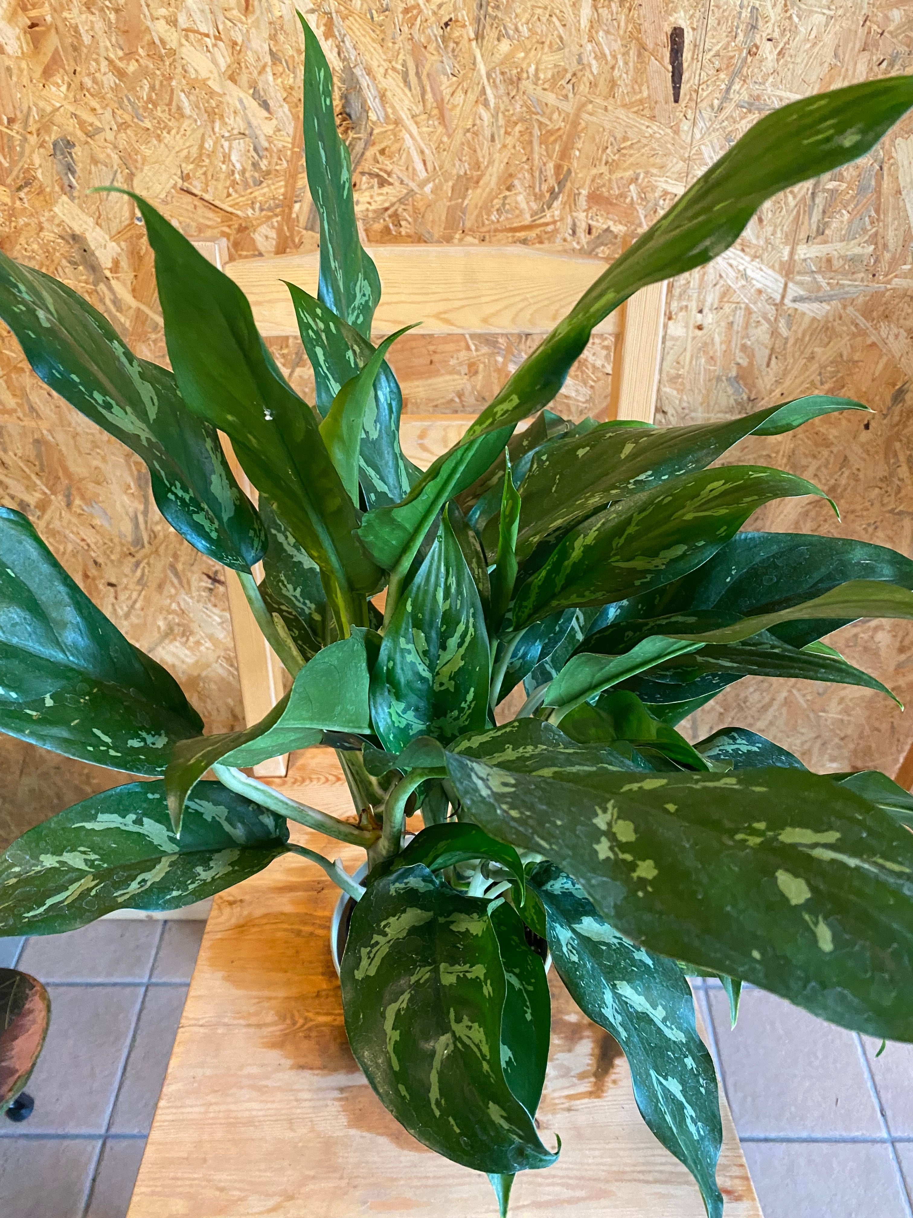 アグラオネマ ホワイトマリア H 60cm W55cm 口径14cm | Garden Varejo