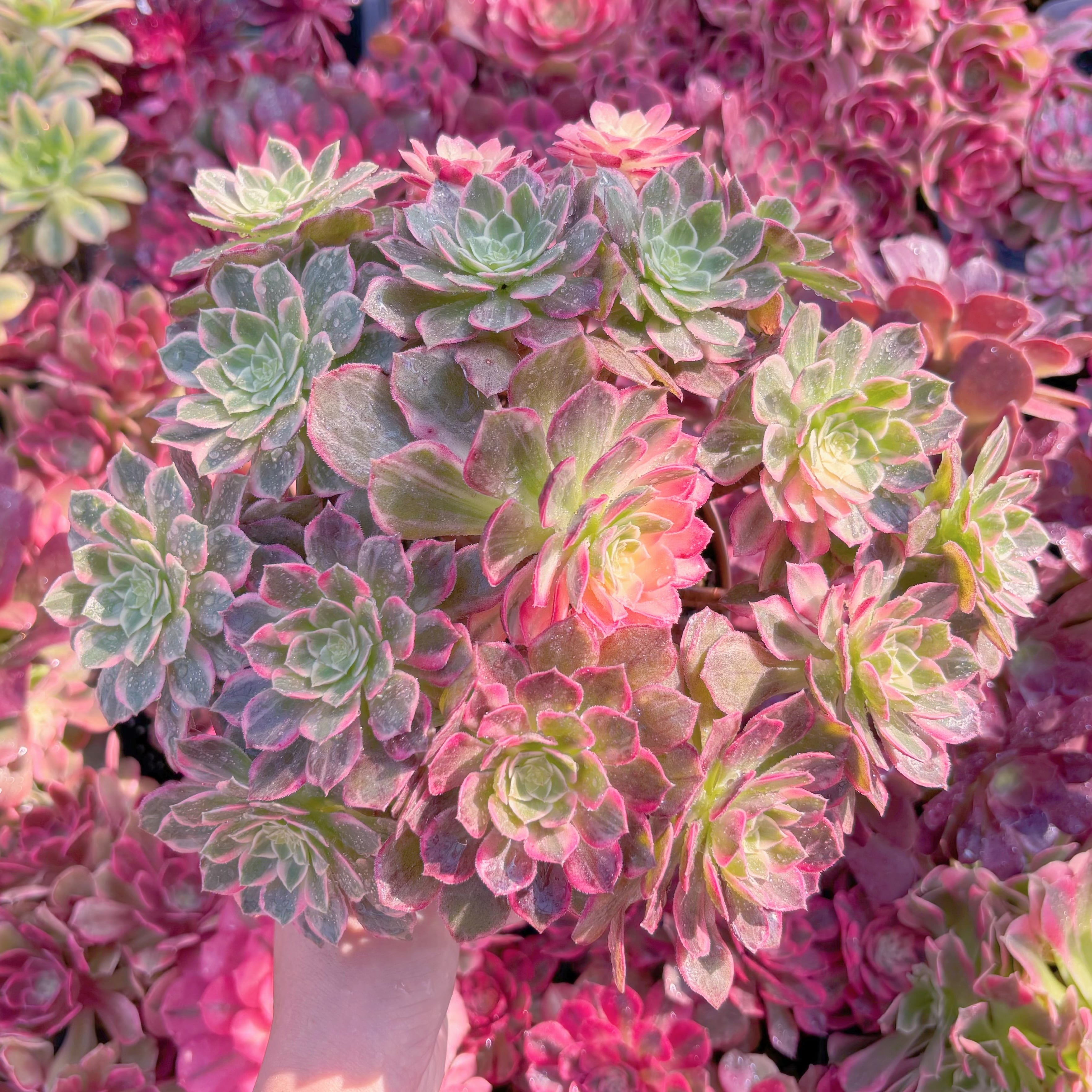 現品　新品種　万華鏡#K145　特大群生　在庫僅少　新入荷　るる農園