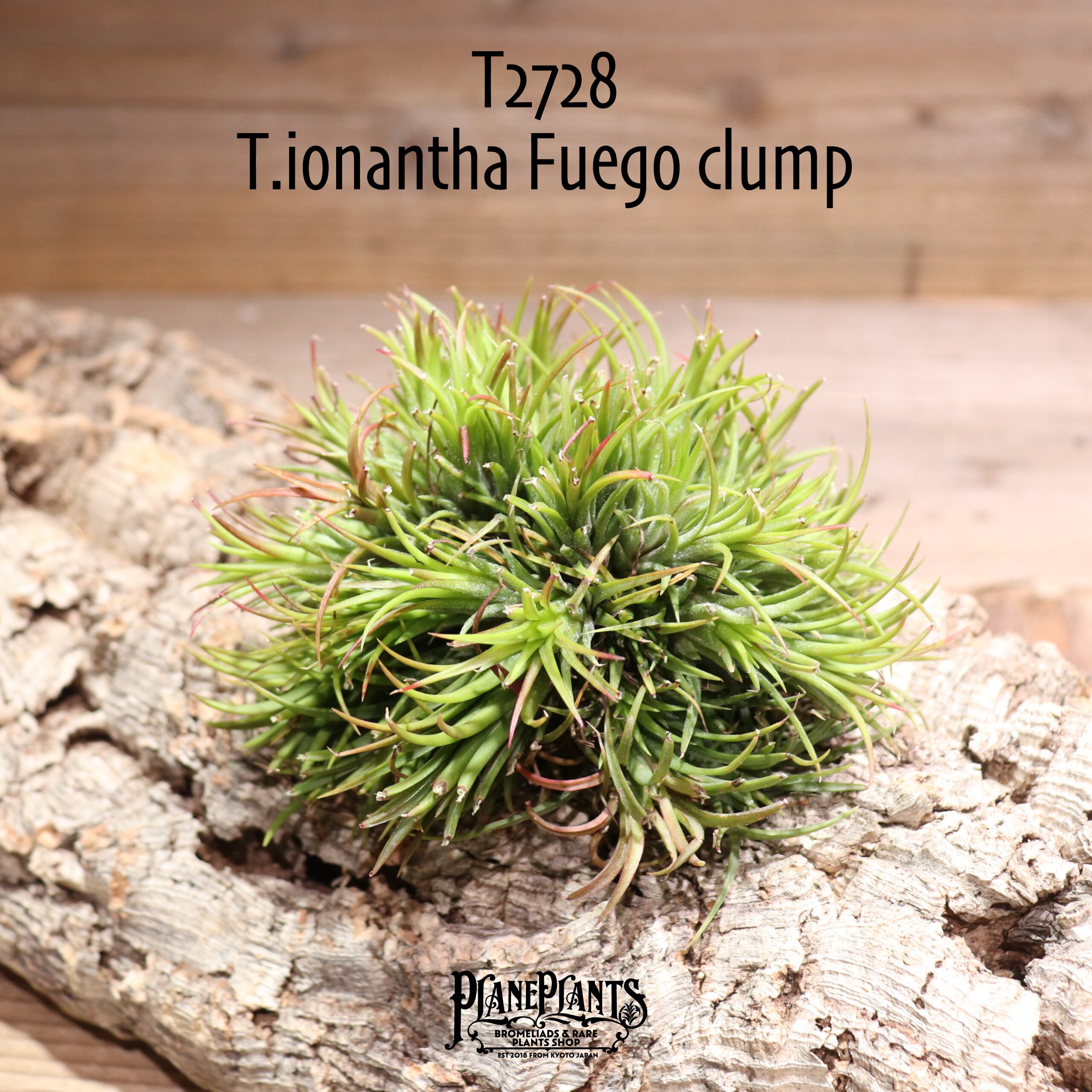 【送料無料】ionantha Fuego clump〔エアプランツ〕現品発送T2728