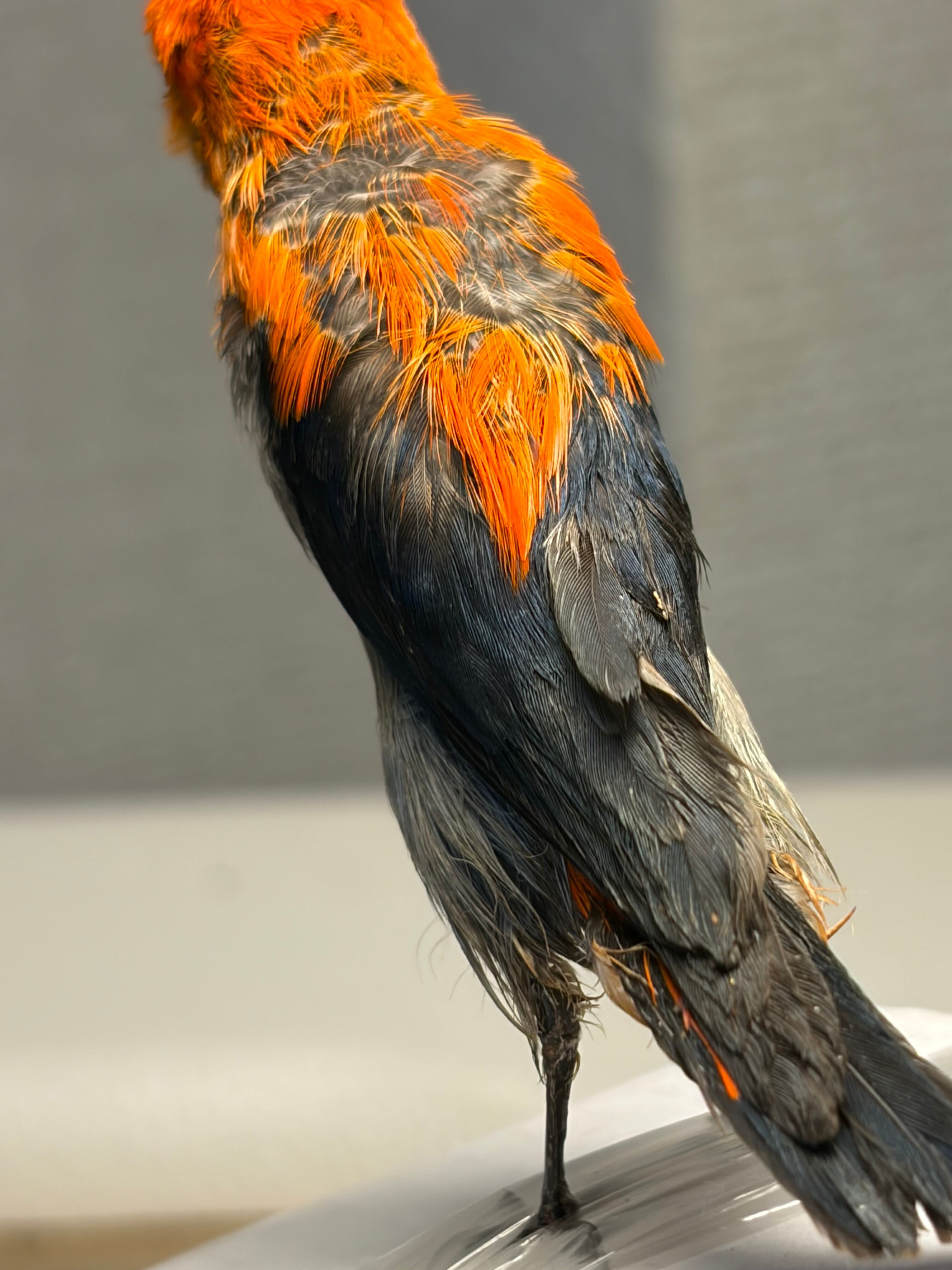 鳥剥製】ショウジョウハナドリ インコ フクロウ カラス オウム ハト