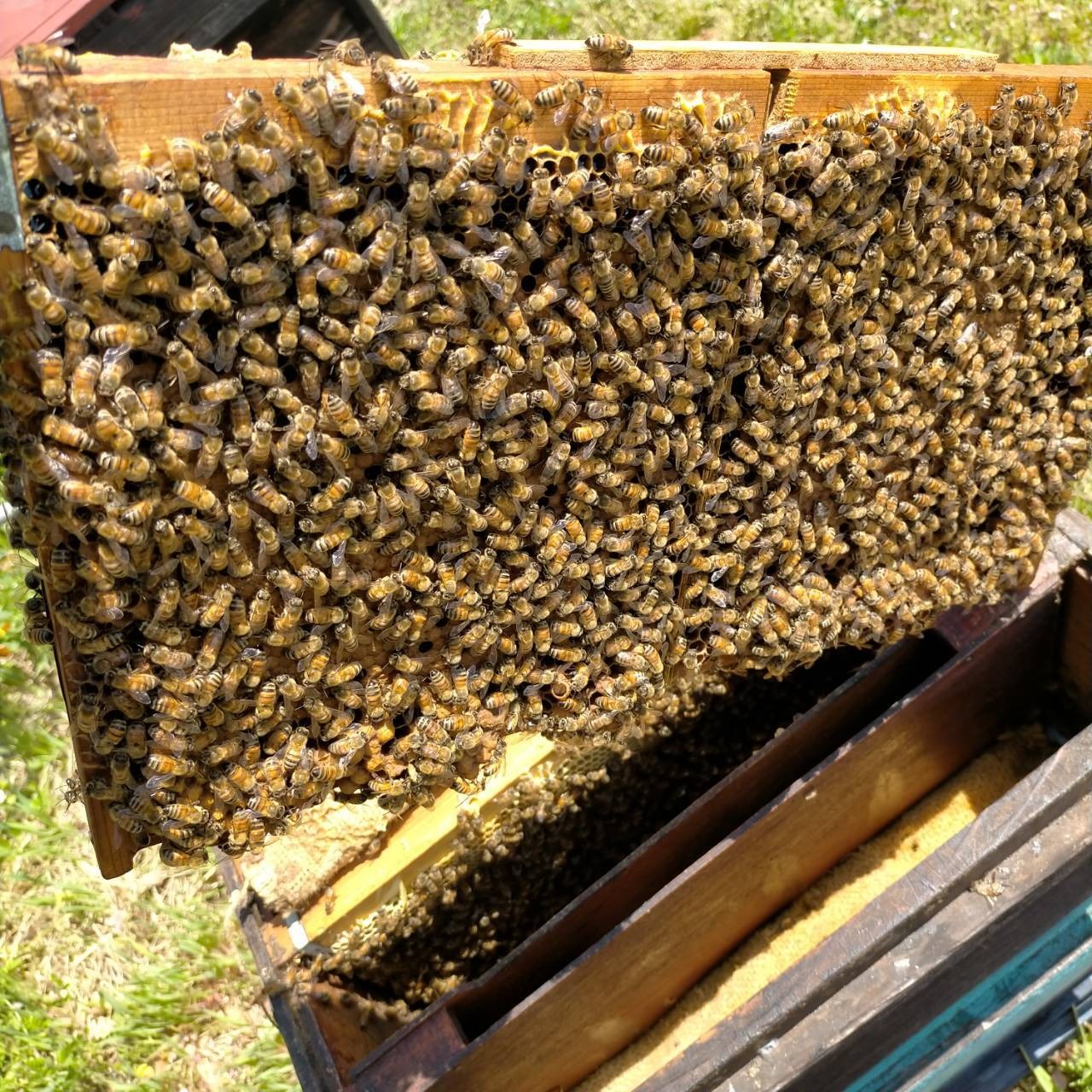 【予約 小学生用】あんどう養蜂　まるごと養蜂体験（約3時間）蜂蜜プレゼント ※2025/10/1〜
