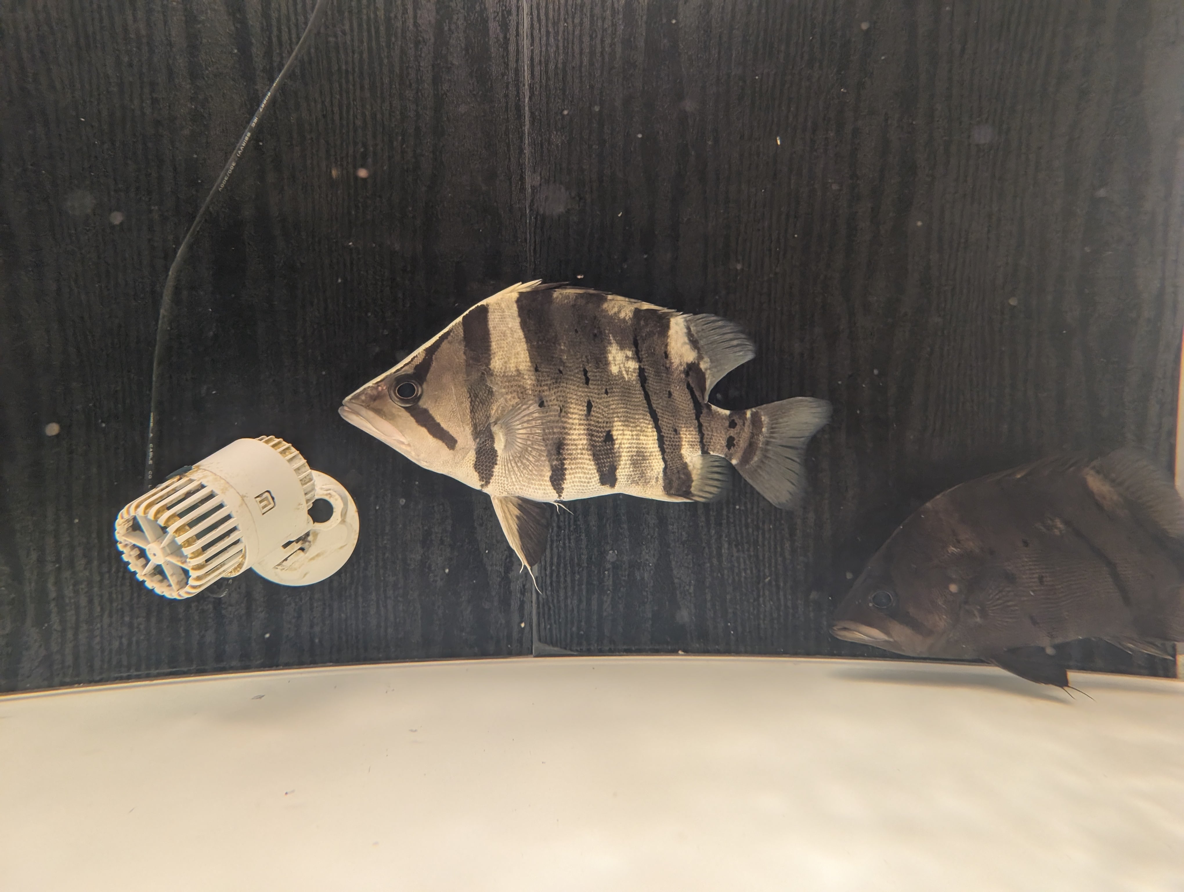 ダトニオプラスワン ±30㎝ | アロワナ等の大型魚・熱帯魚のオンライン