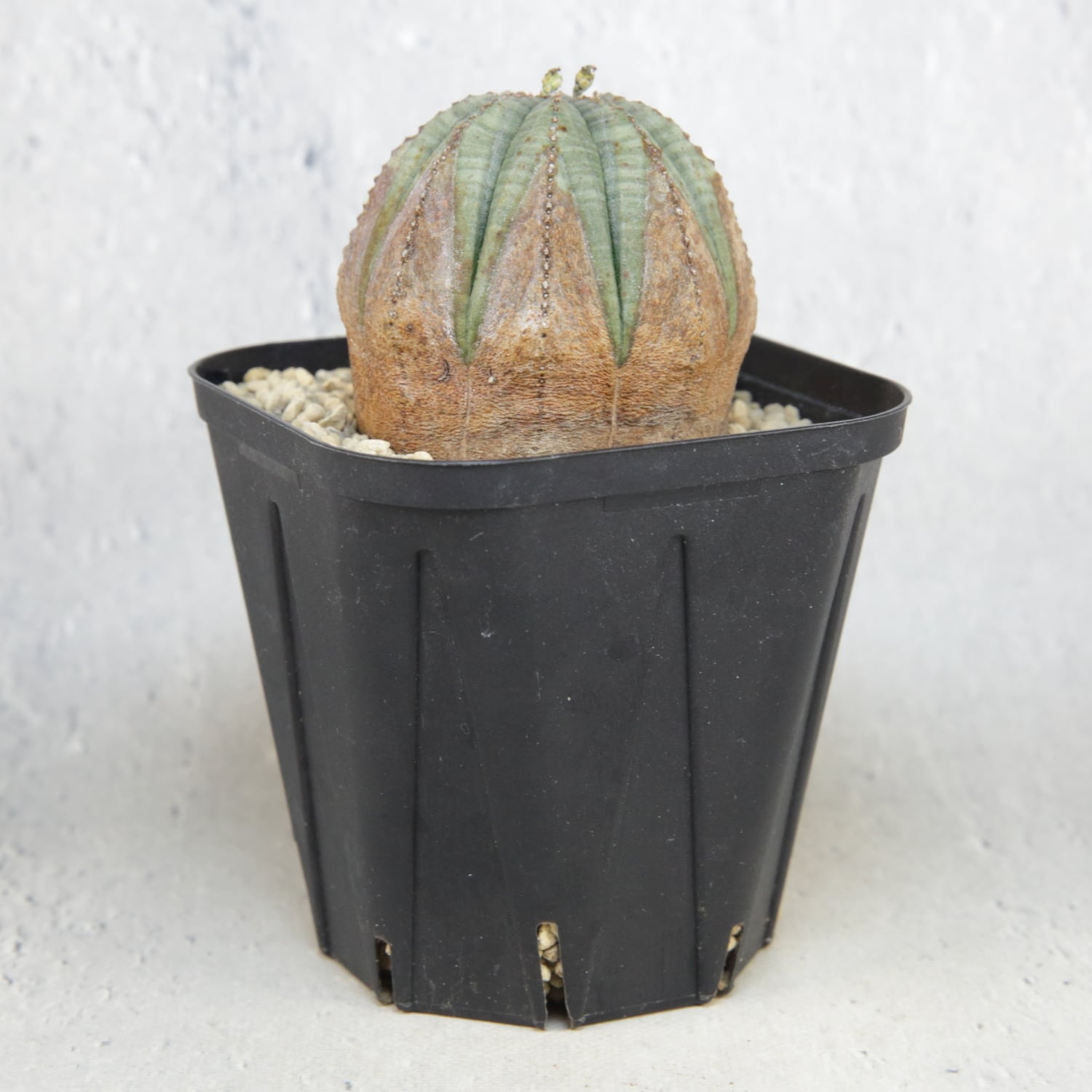 メス株 美模様 木質化 まん丸 オベサ / ユーフォルビア | LIGHTHOUSE