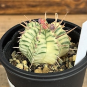 ユーフォルビア メロフォルミス錦【1042】