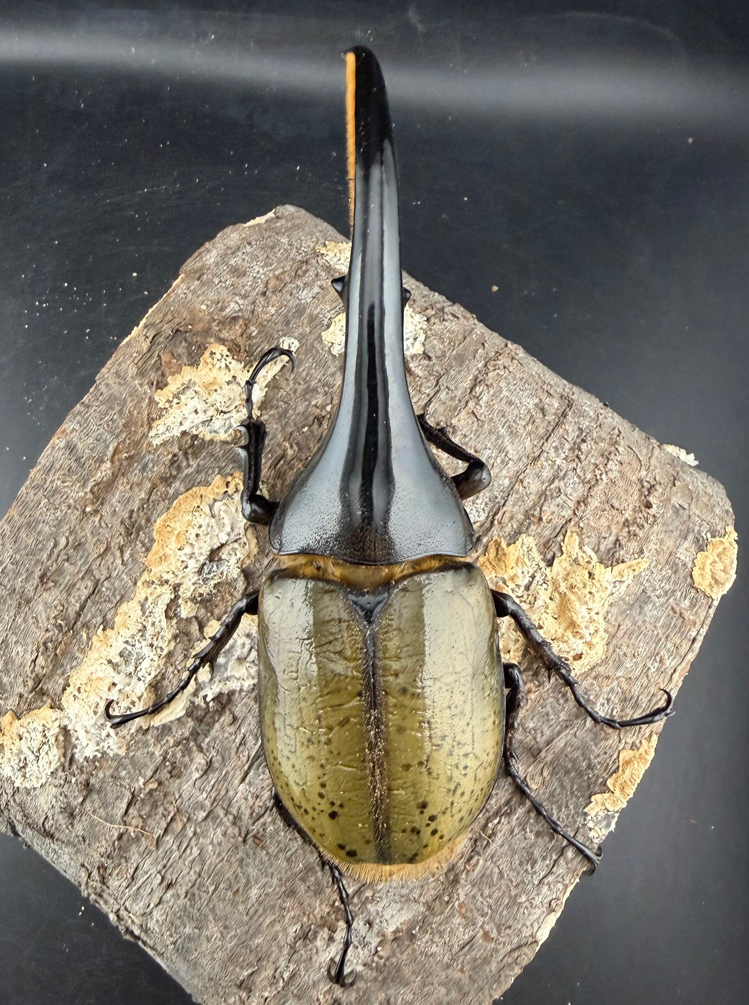 ヘラクレス・ヘラクレス 138mm ペア》 | KPW公式オンラインショップ