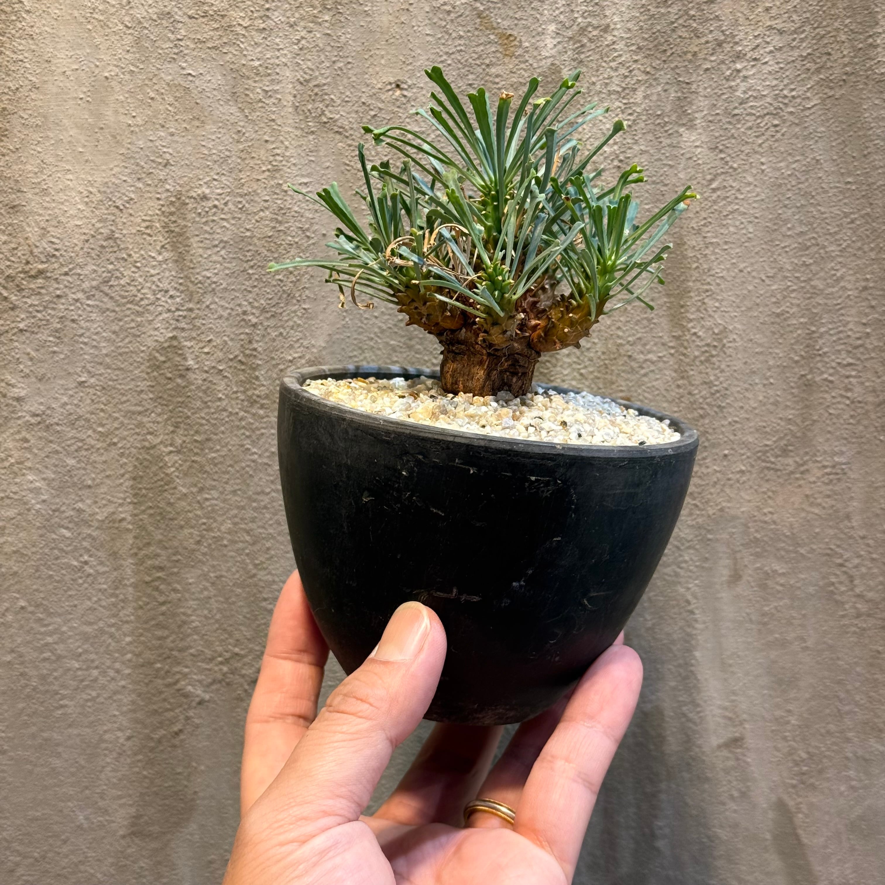 植物鉢】美原良 pep 0131 RYO MIHARA 陶器鉢 <4> | A-PLANTS