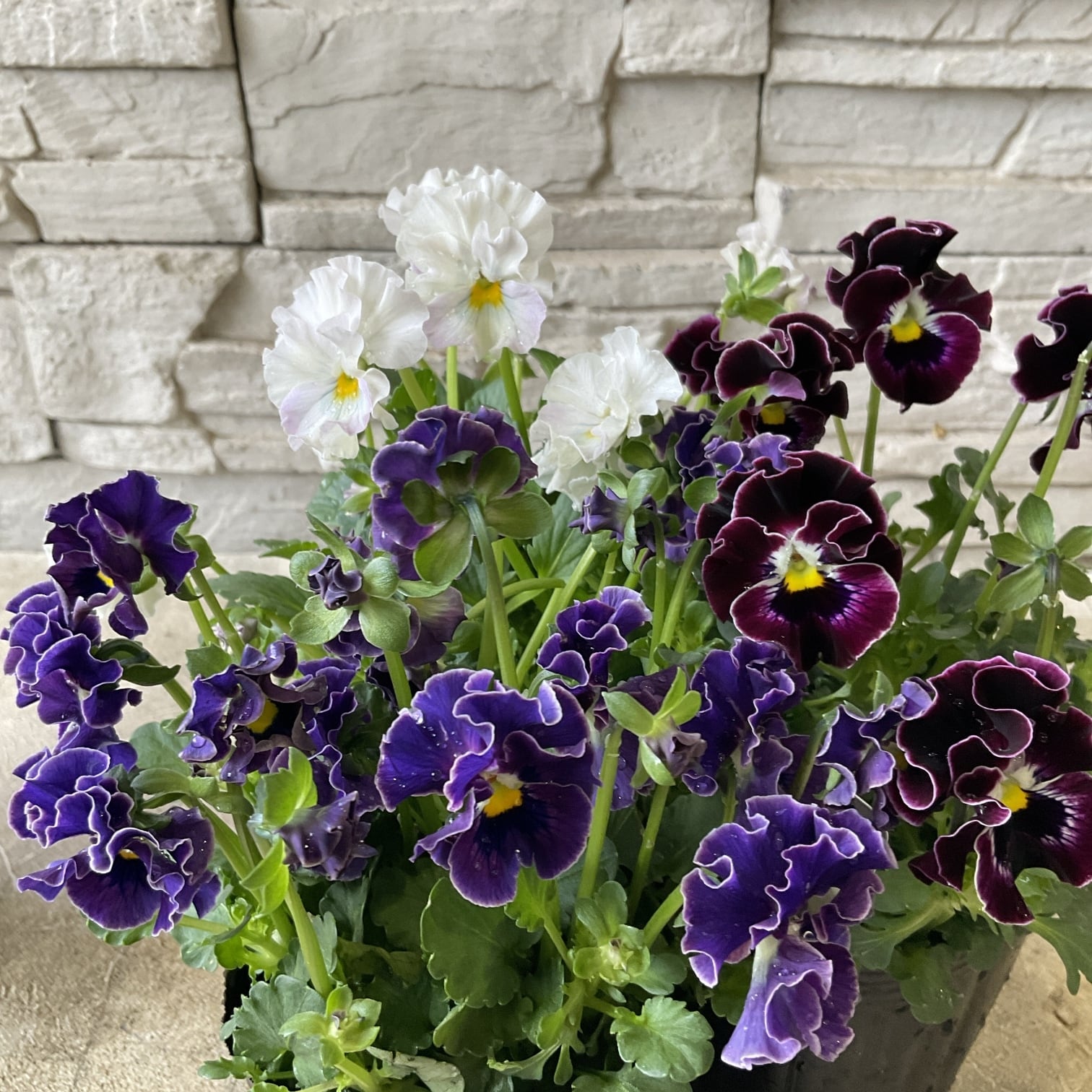 観葉植物】【極希少】実生 斑入りパキラ 4寸鉢 | 橋本種苗園