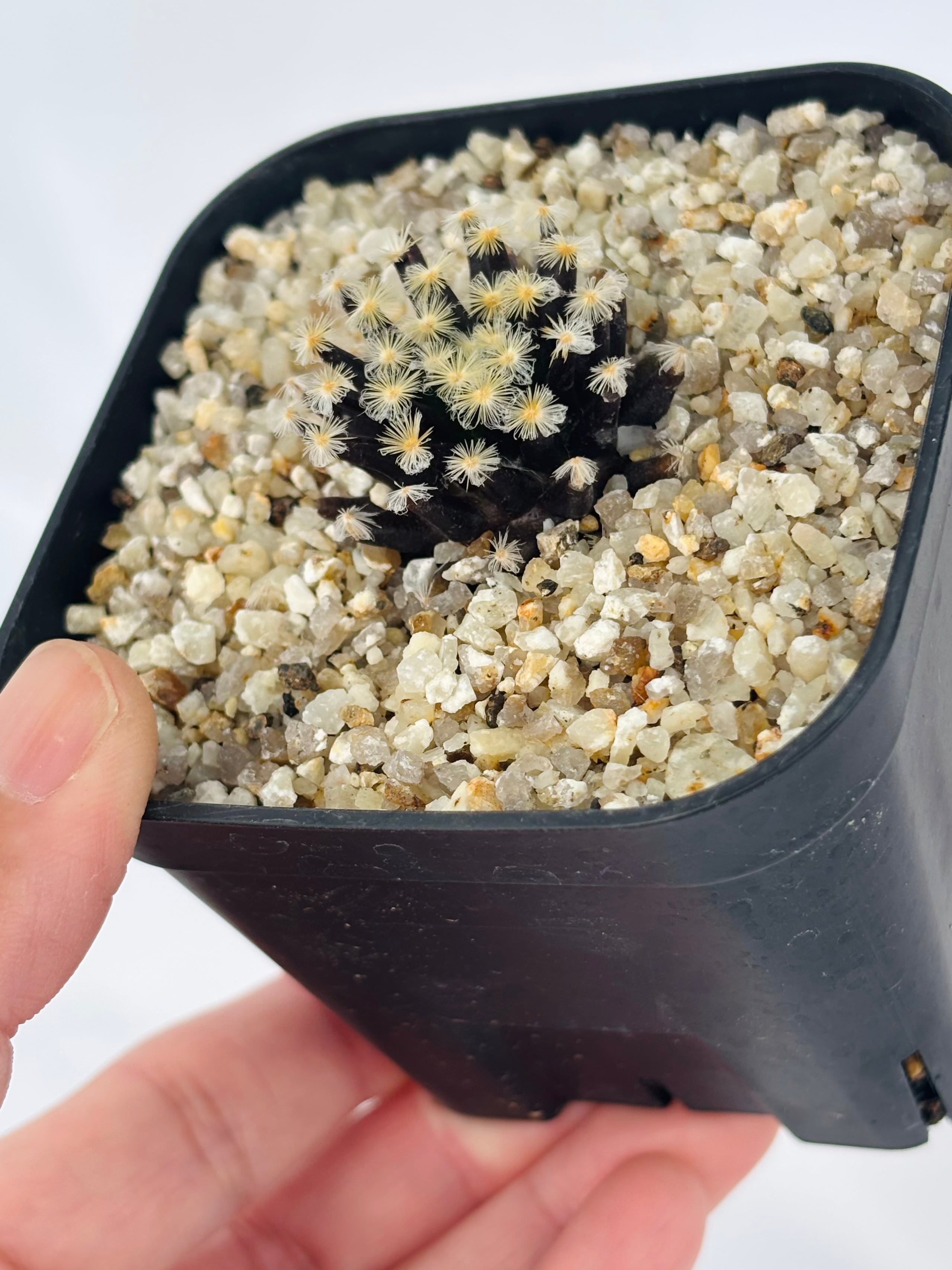 Mammillaria schiedeana マミラリア 黒肌明星 サボテン | plants MARU