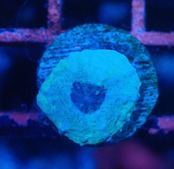 【現地買付】ScolymiaBaby"Unique"  9