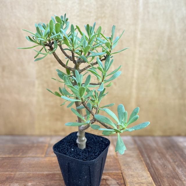 Othonna arbuscula【オトンナ・アルブスクラ・実生】