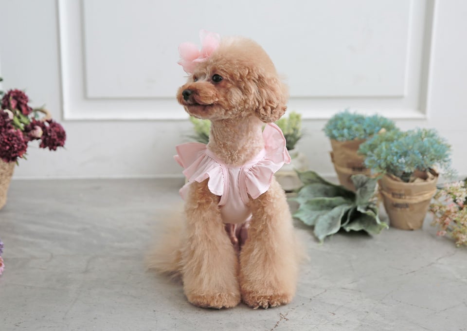 crop lace sleeveless / 犬服 ドッグウェア 犬の服 ペット洋服 無地 綿100% ブラウス ノースリーブ ショート丈 クロップドトップス 小型犬 中型犬 おパンツカット トップス フリル シンプル 夏 袖なし 涼しい top158