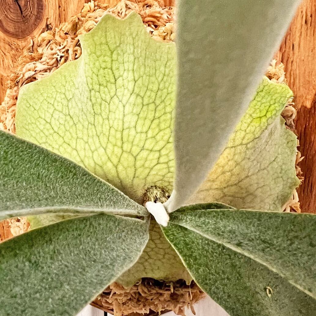 ビカクシダ レモイネイ 板付 【観葉植物 室内 コウモリラン