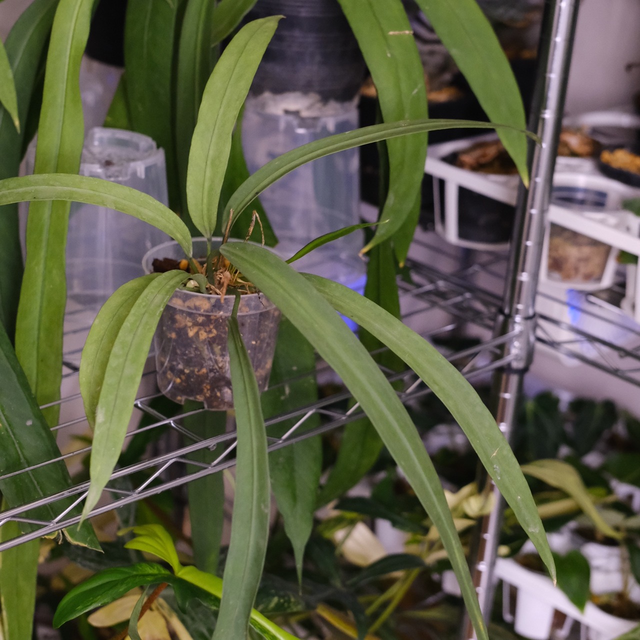 アンスリウム ビッタリフォリウム / Anthurium Vittarifolium② / 観葉植物<育て方・花言葉>