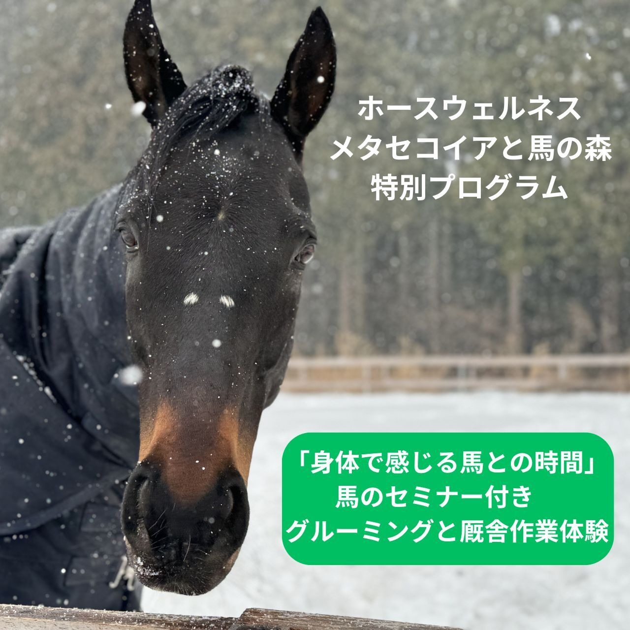 【TCC会員】1月「ホースウェルネス」メタセコイアと馬の森 特別プログラム　「身体で感じる馬との時間」　～馬のセミナー付き　グルーミングと厩舎作業体験