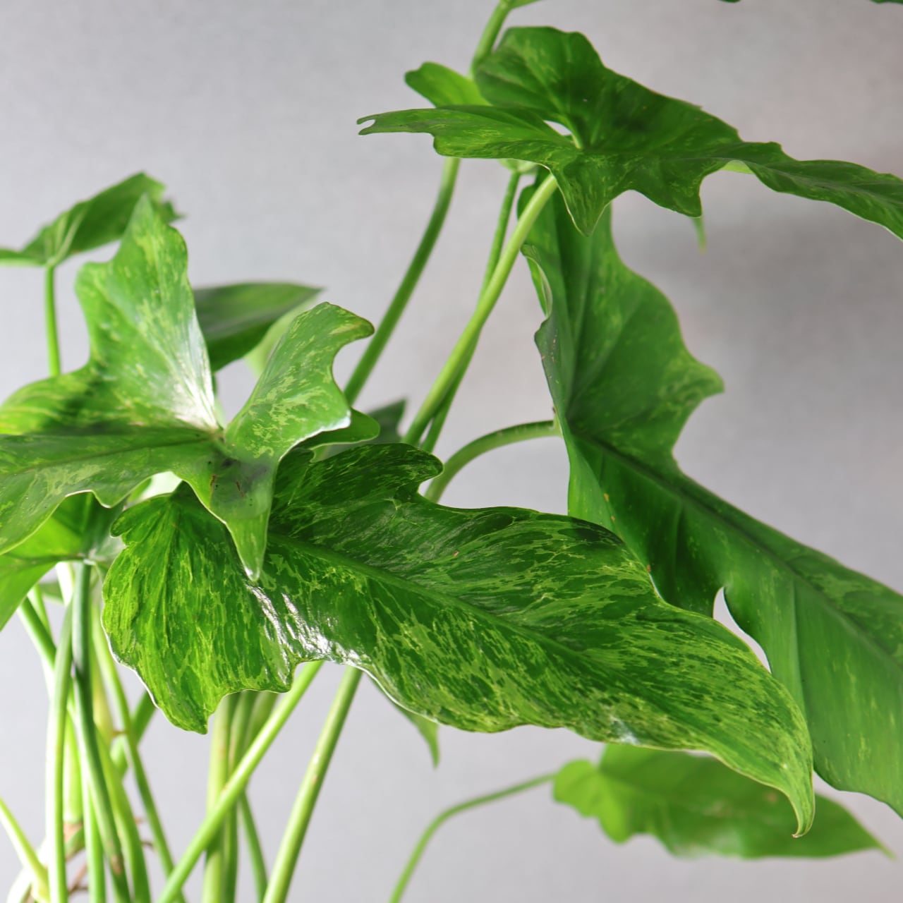 425 彫刻のような葉『フィロデンドロン ドラゴンスカル』観葉植物