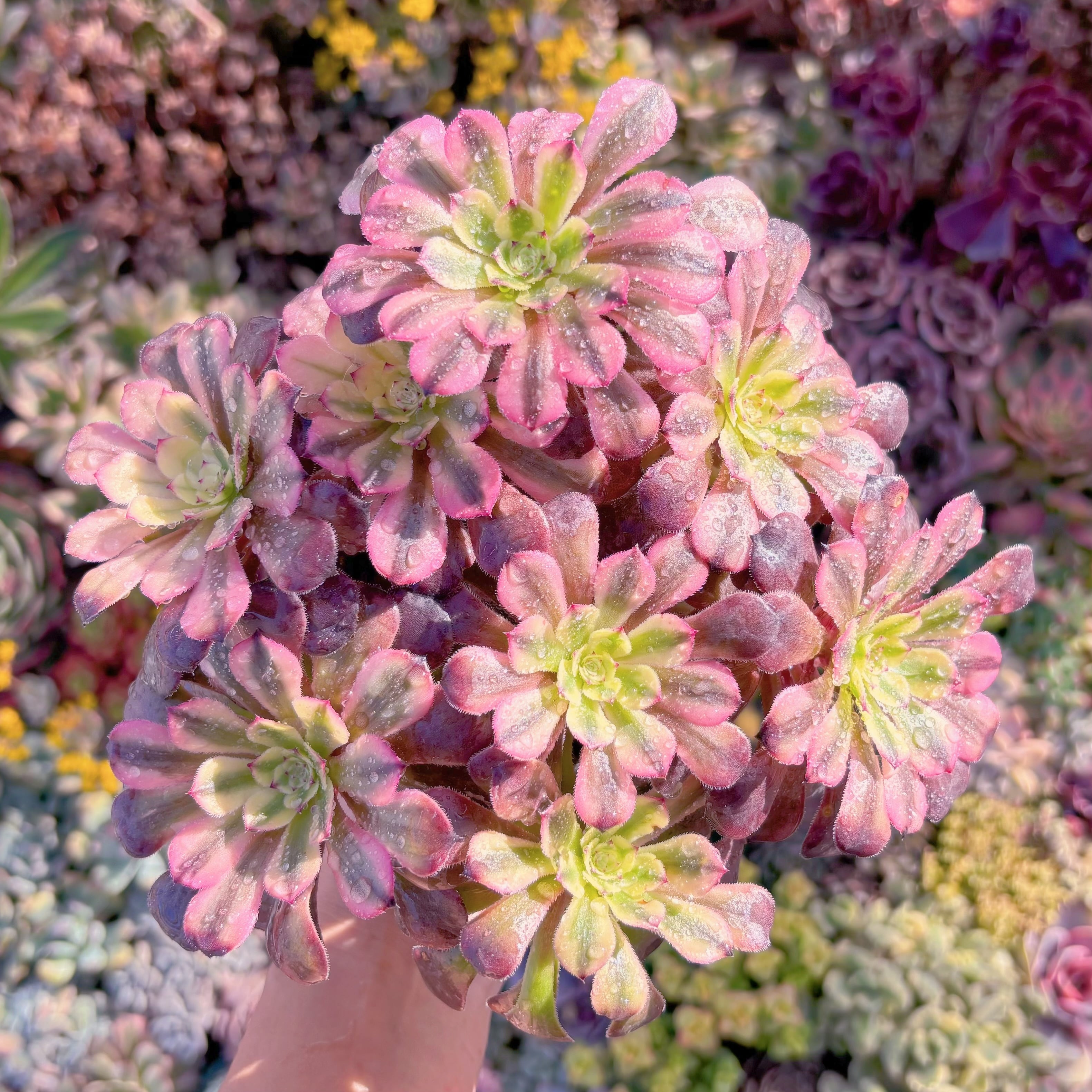 現品　ブラックチェリー#M197　大群生　るる農園