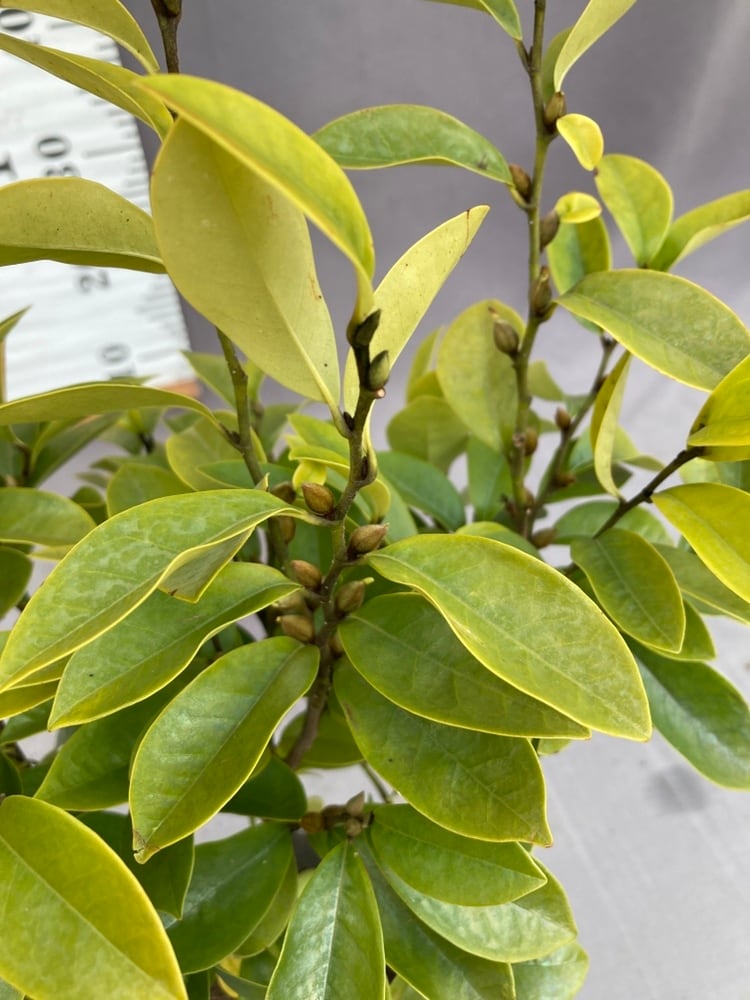 樹木 | 日本ライン花木センター