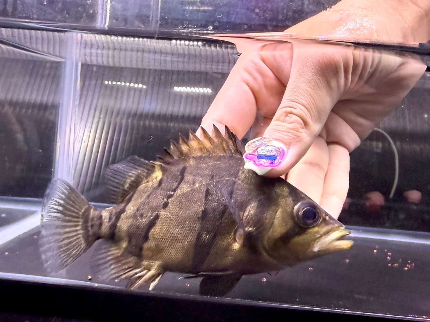 D04 ダトニオリアルバンド 14㎝前後 シミあり | アクアショップ