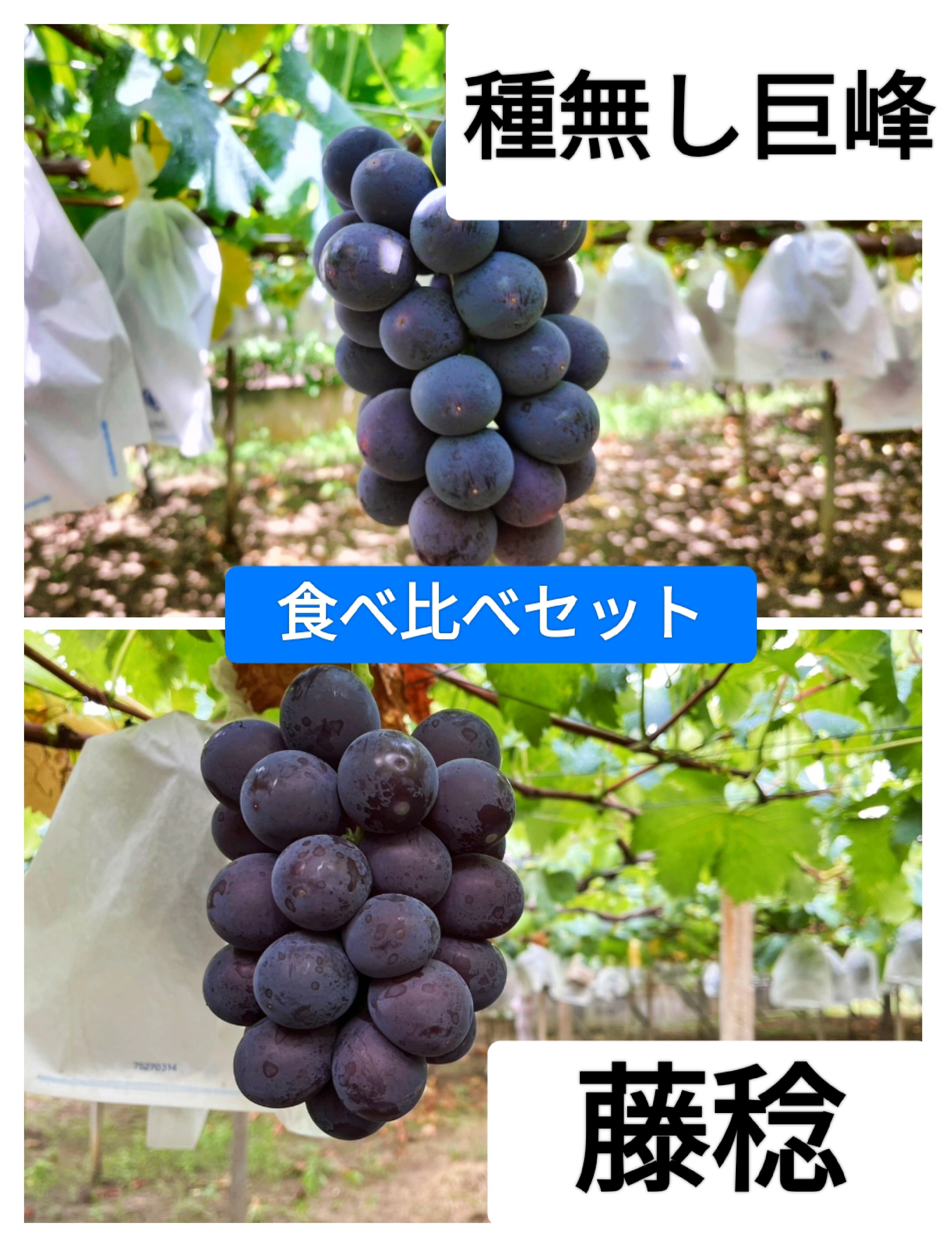 山ちゃんちのぶどう農園